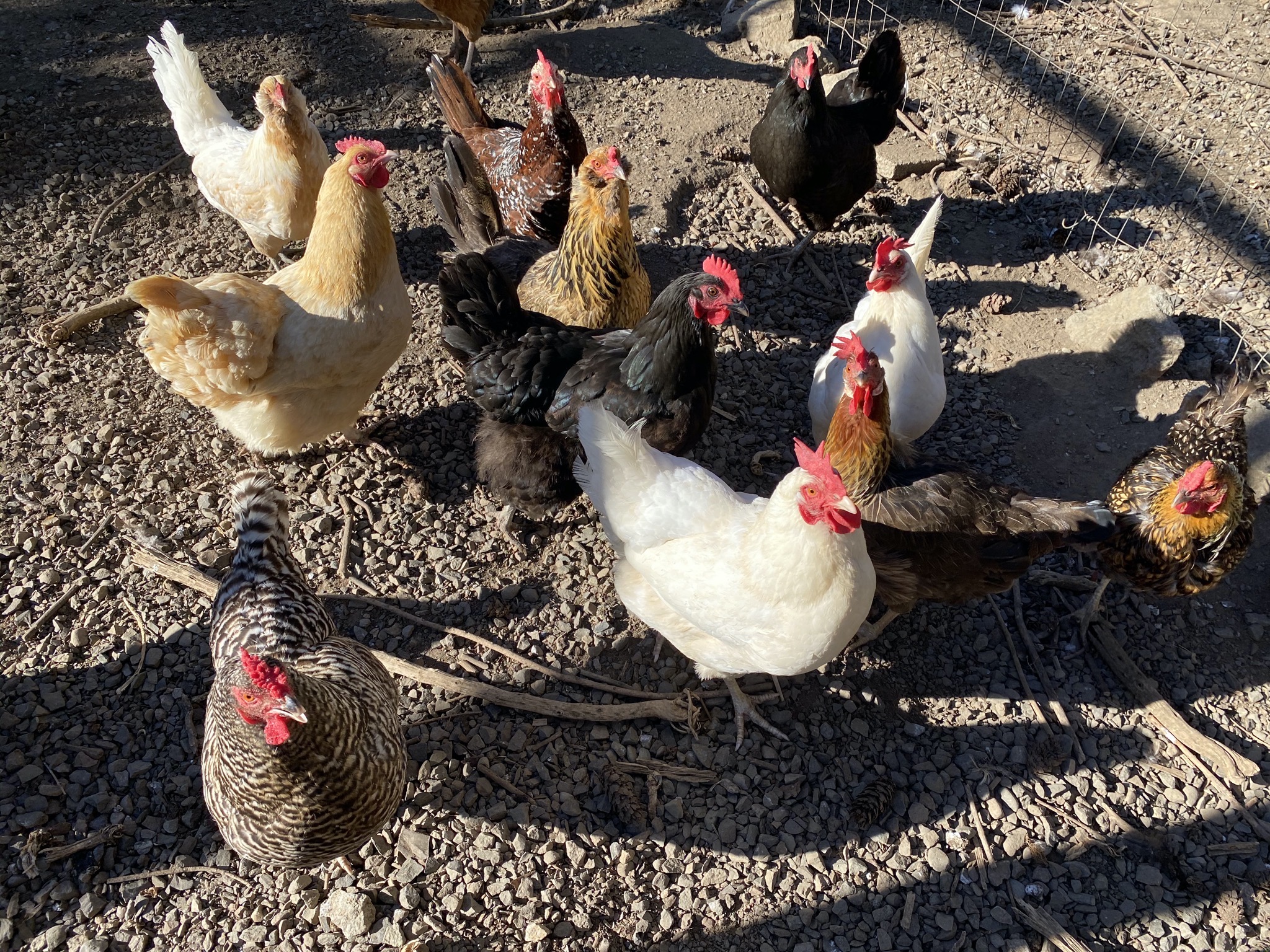 Chickens