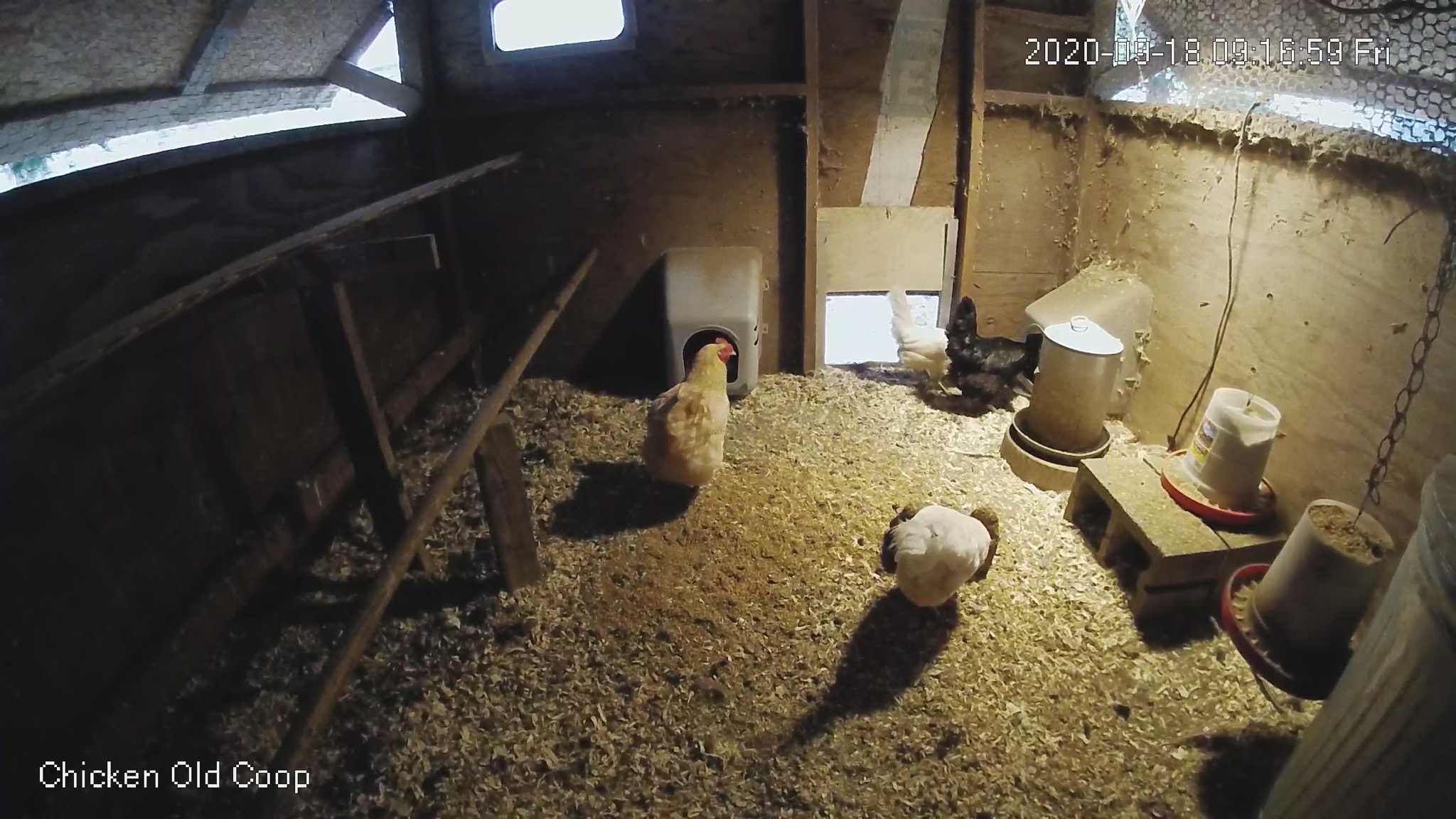 Chickens