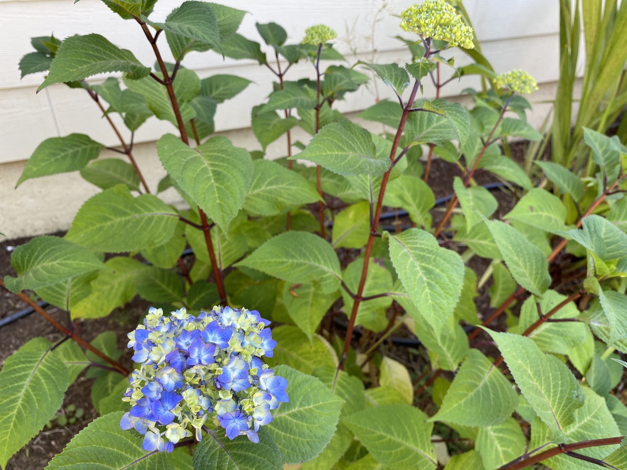 Hydrangea