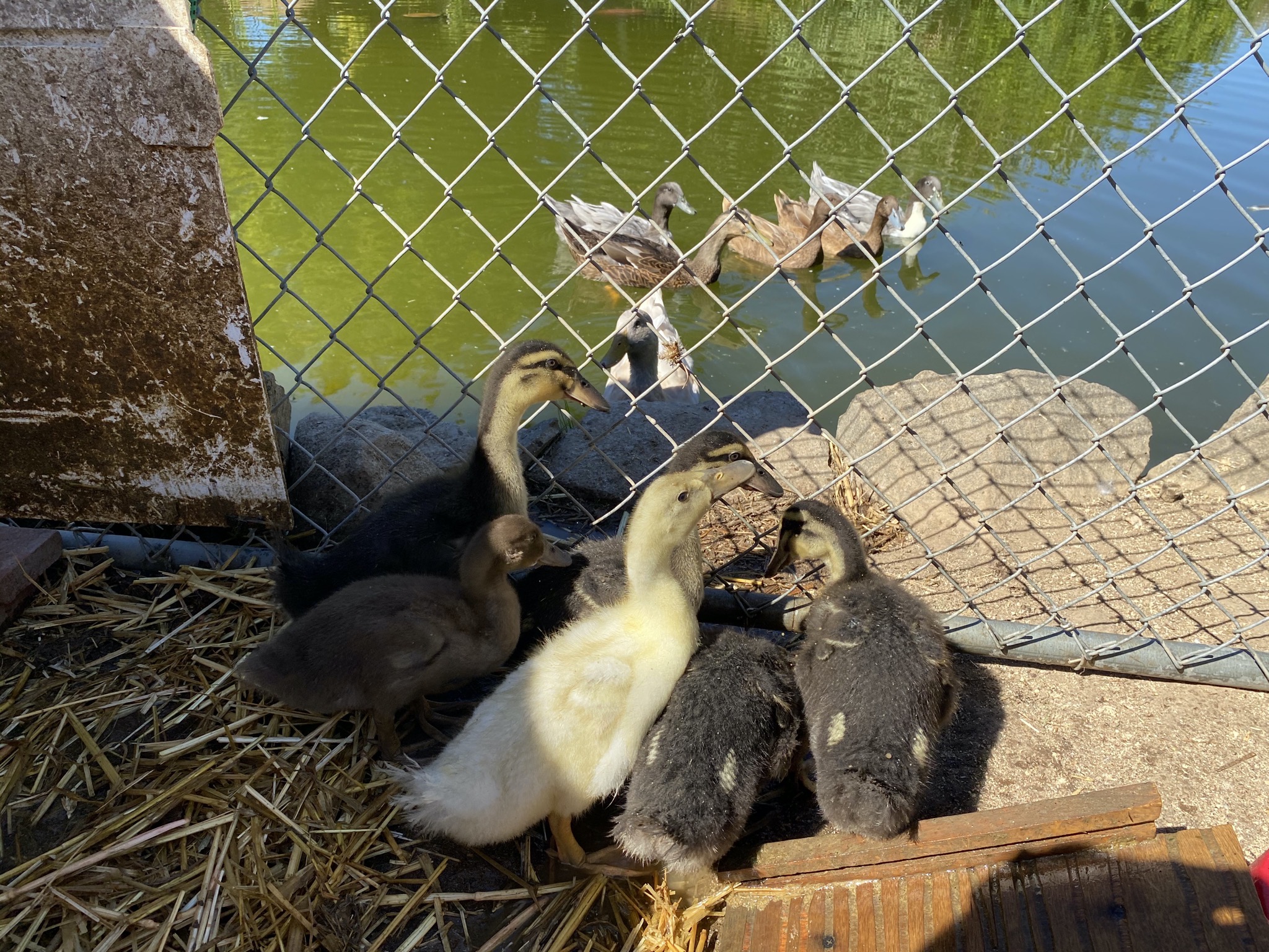 Ducklings and ducks