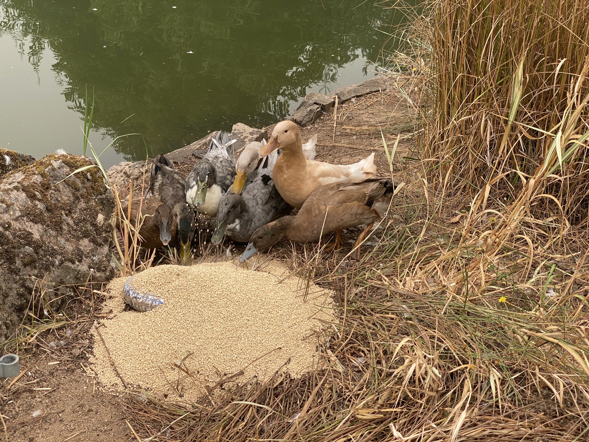 Ducks