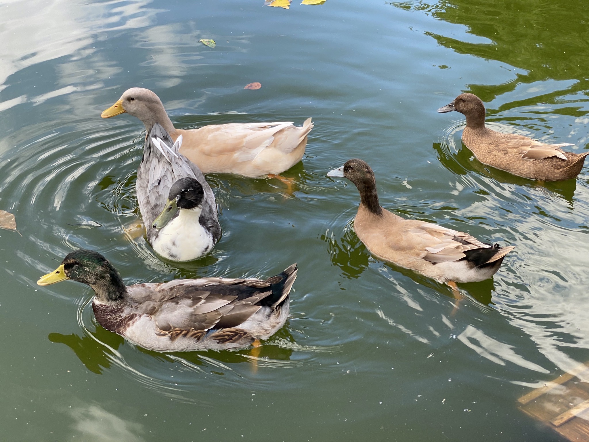 Ducks