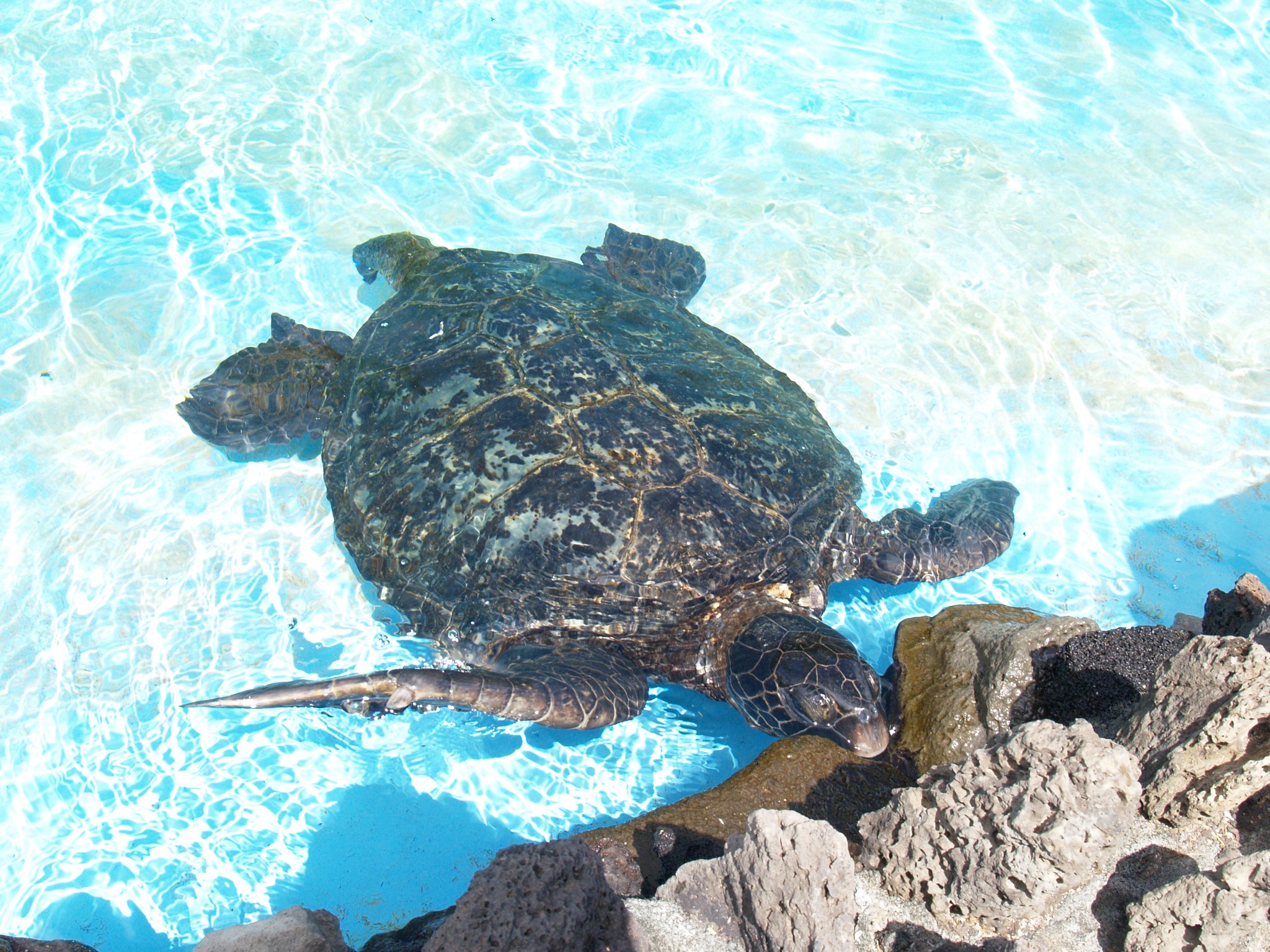 Sea turtle