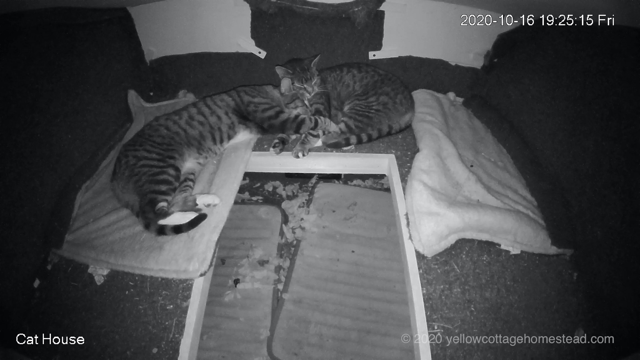 Cat snuggles