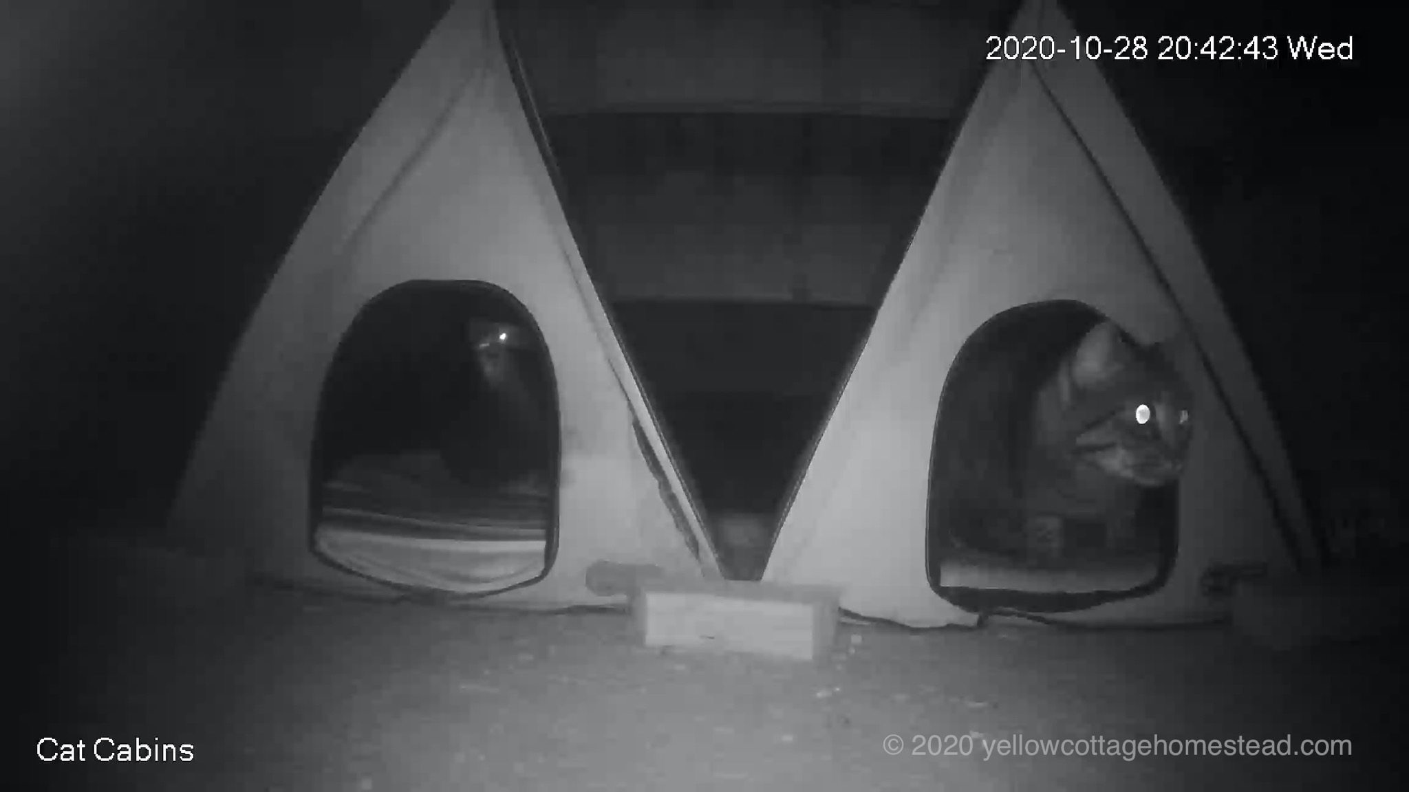 Cat in cabin