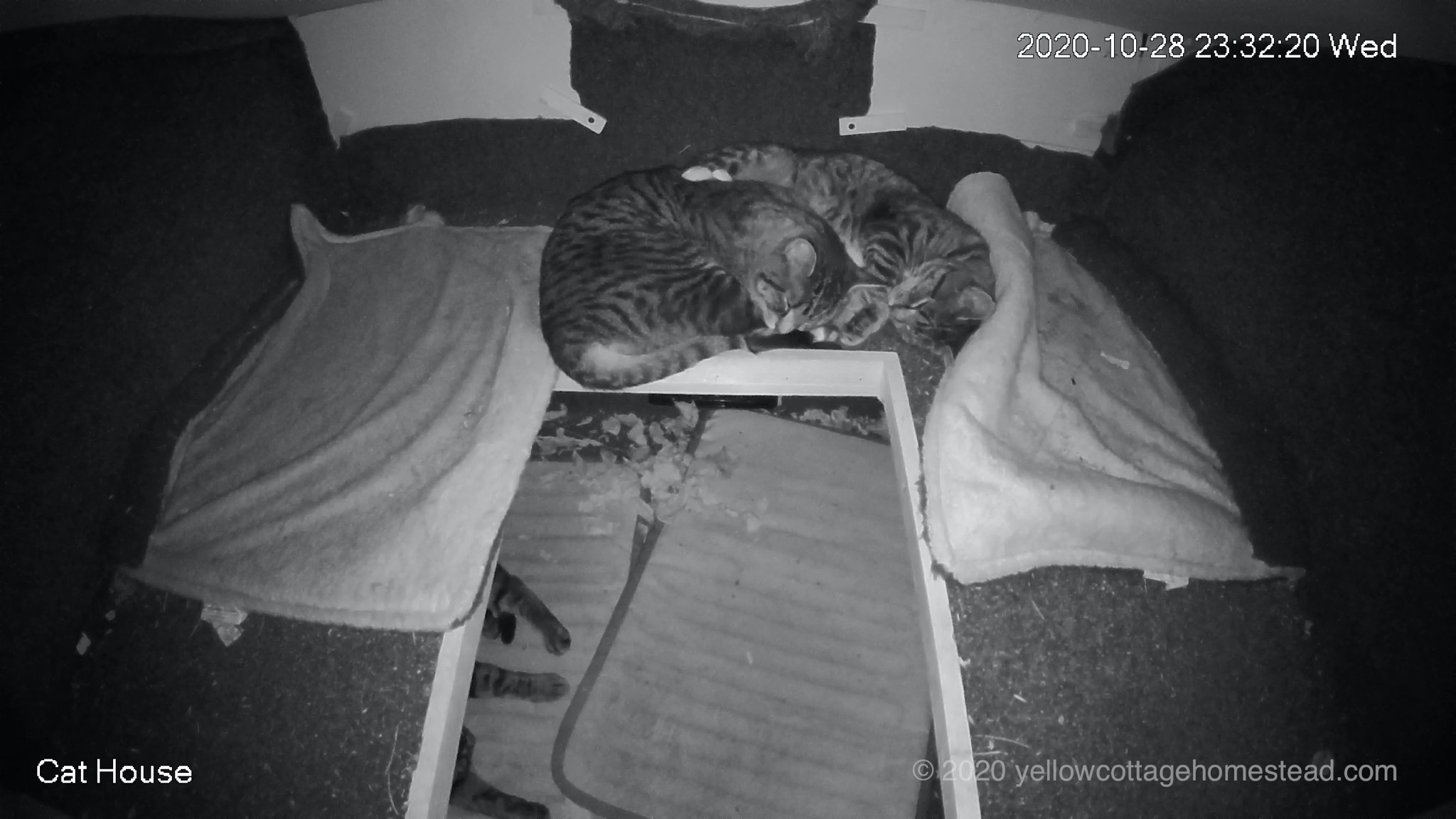 Three cats in their house