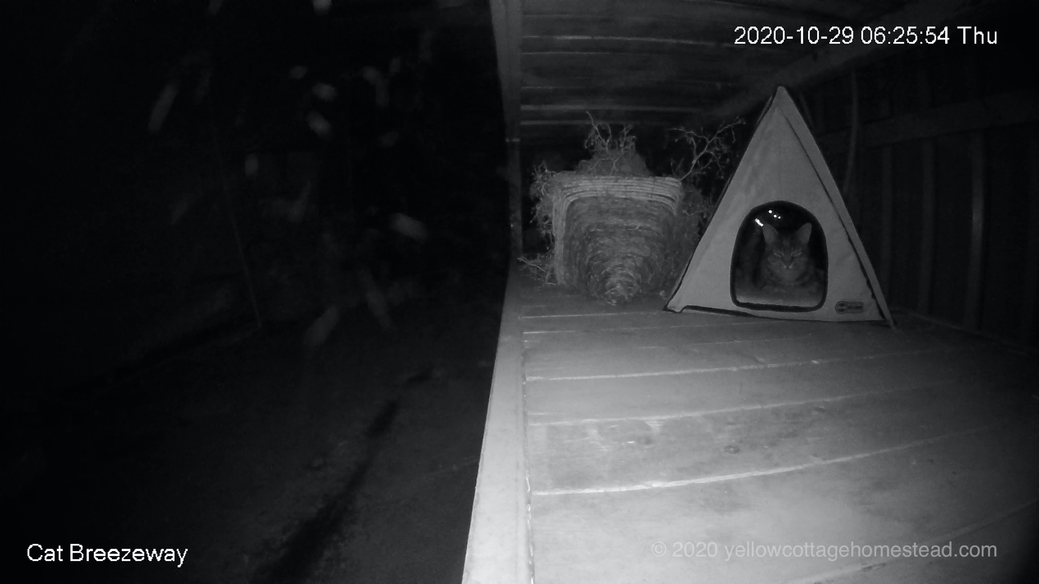 Cat in cabin