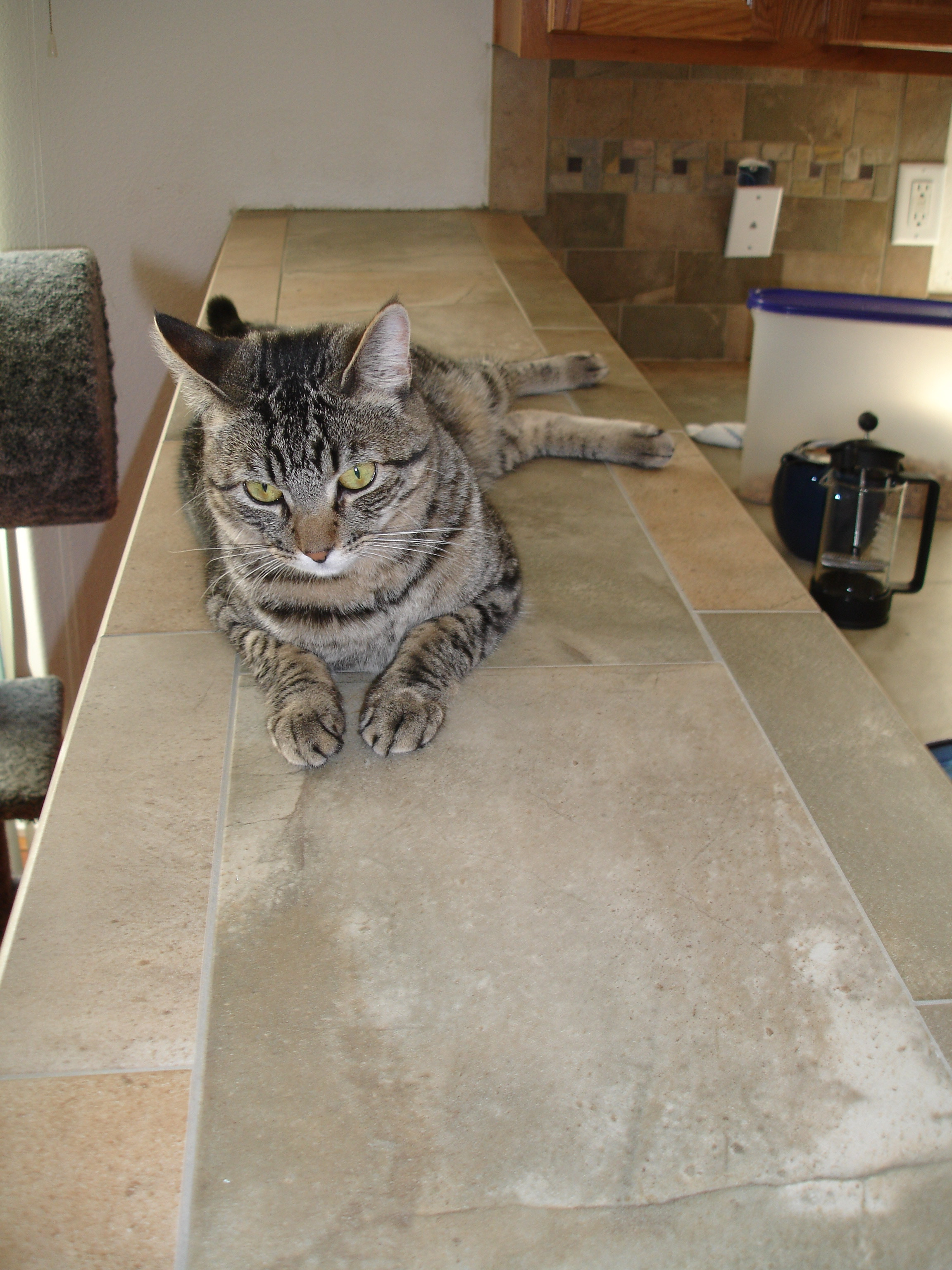 Pippin in September 2008
