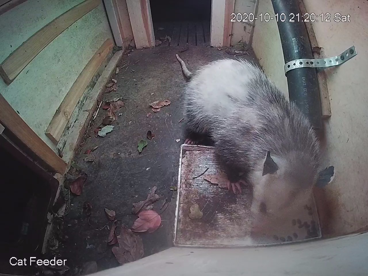 Possum