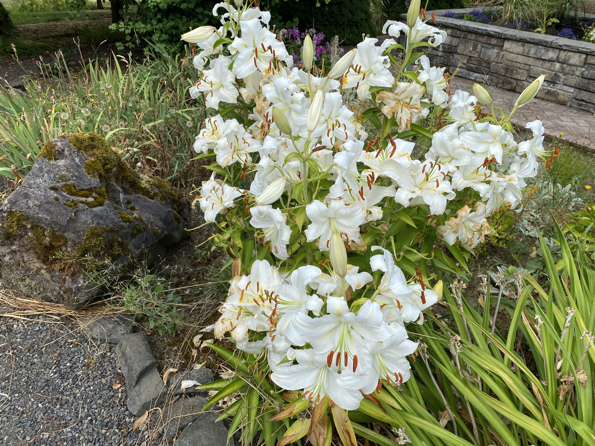 Casablanca lily