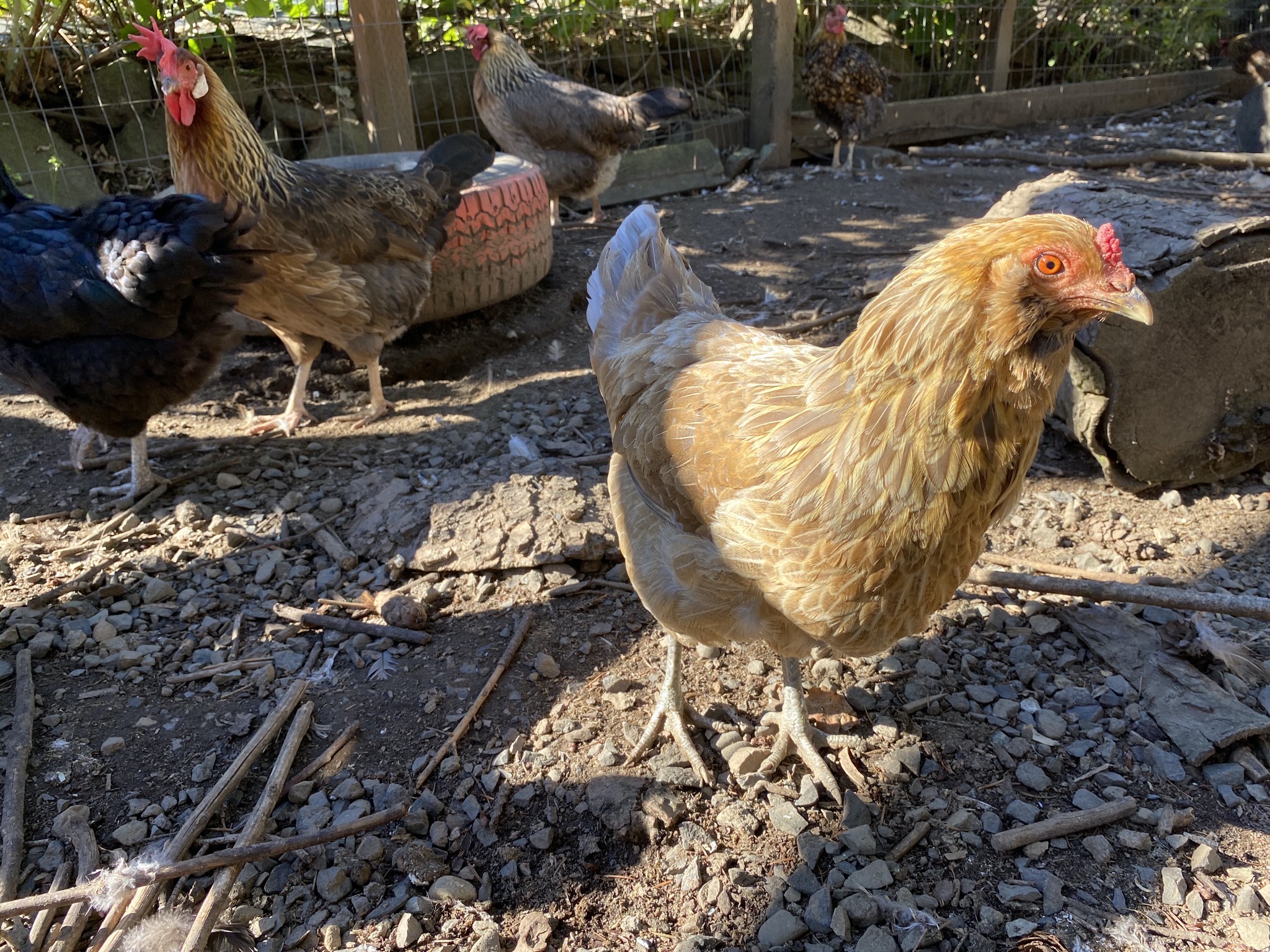Chickens