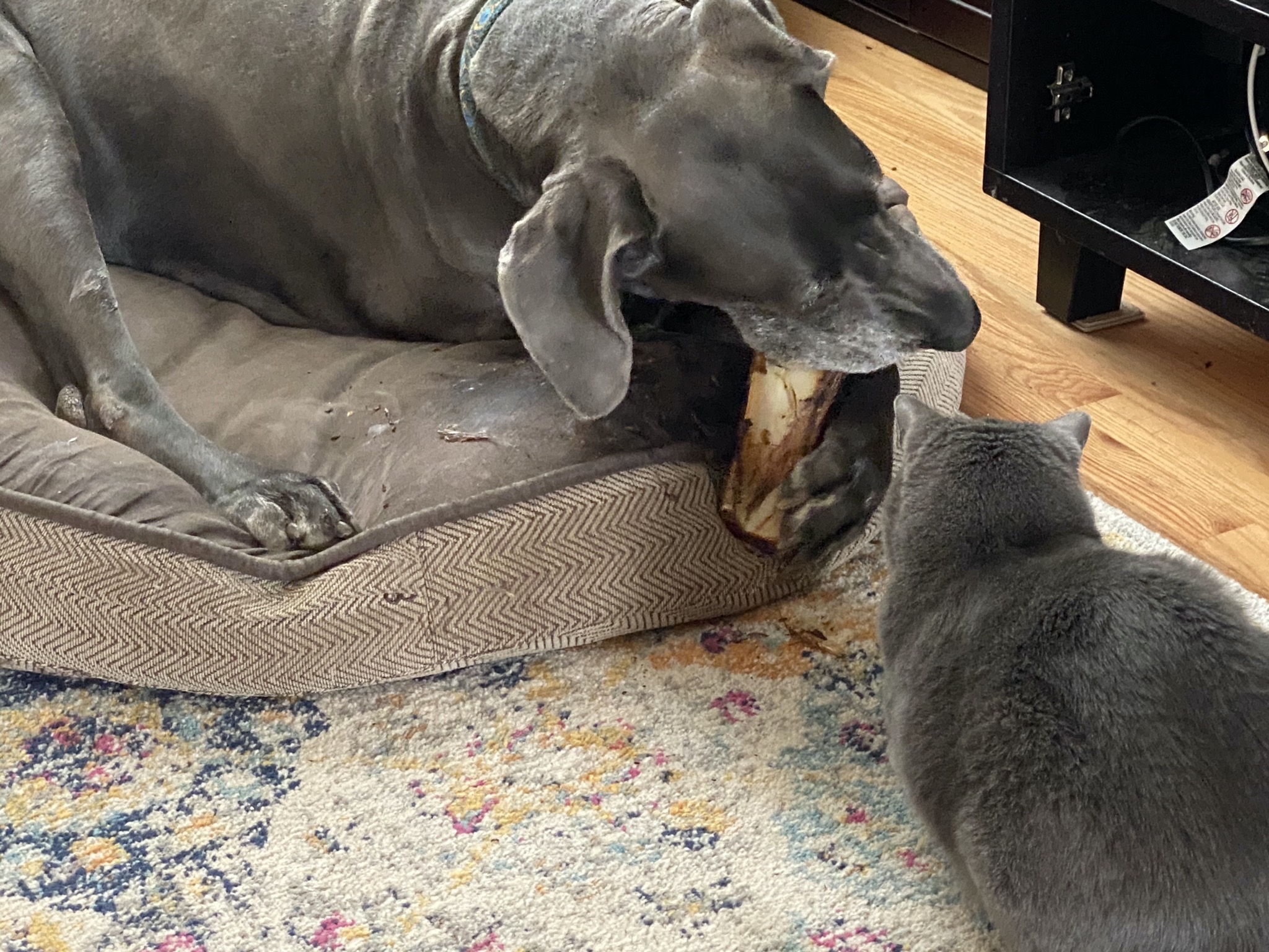 Paladin watching Rory with a bone