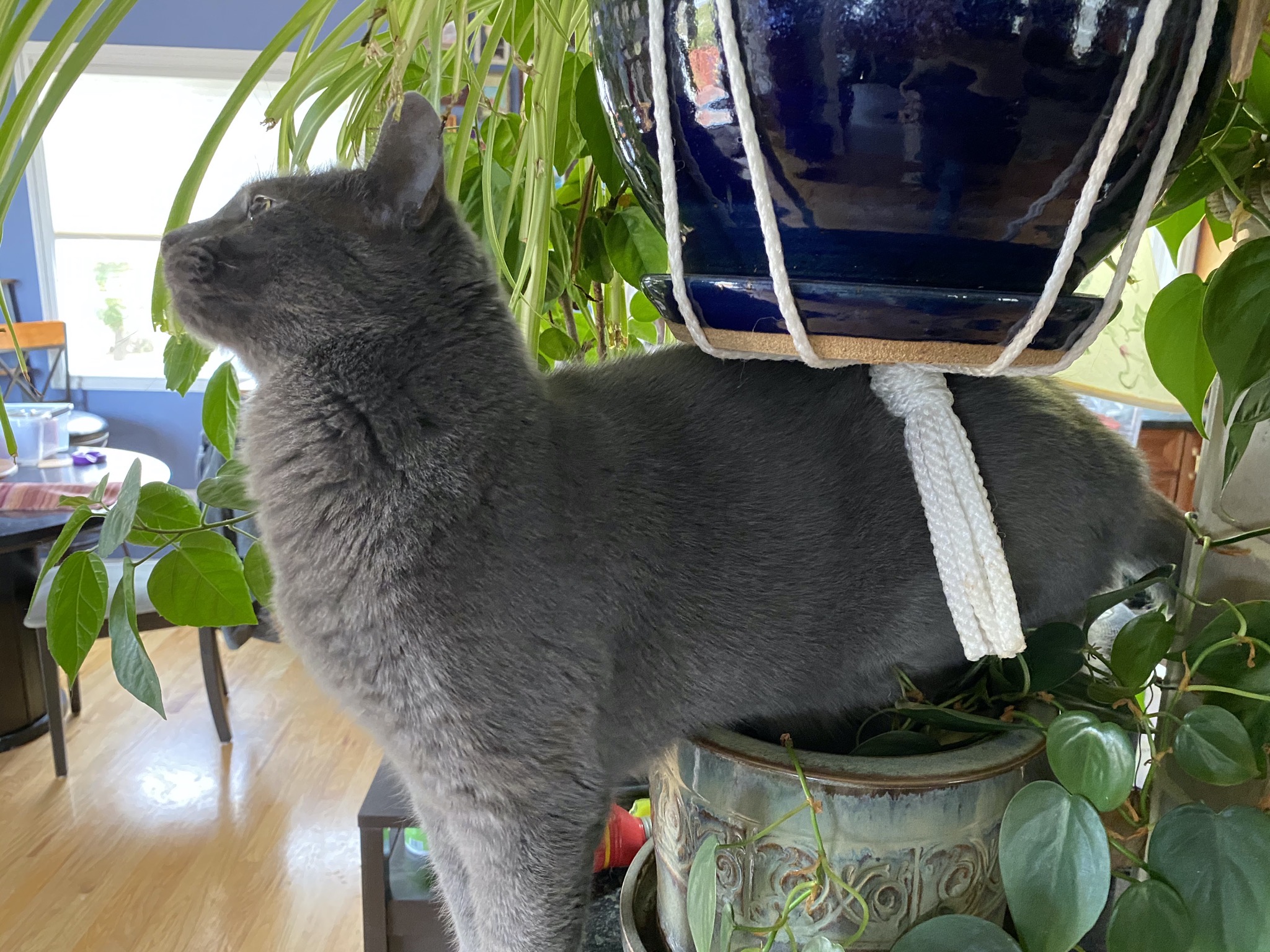 Paladin with plants