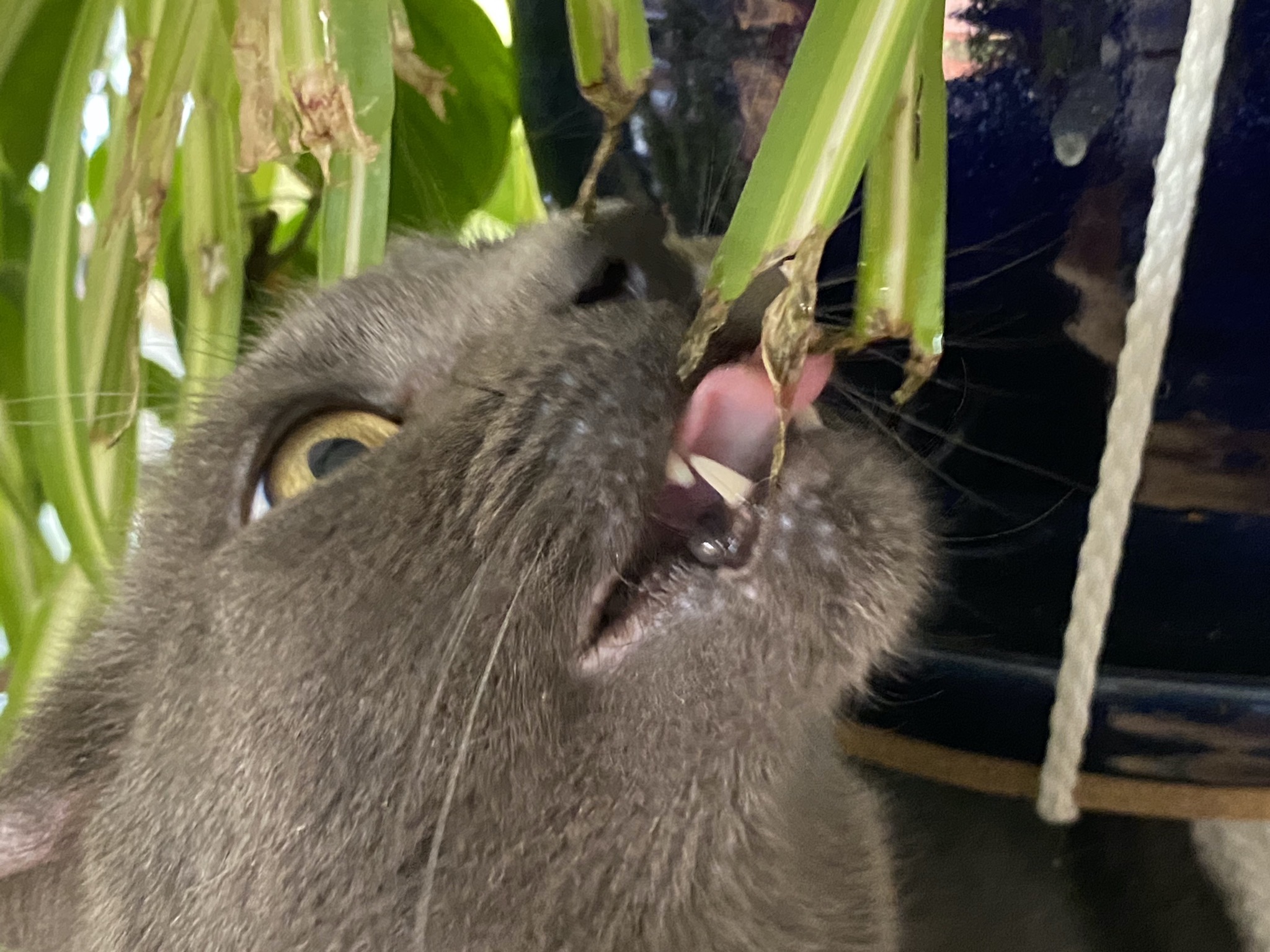 Paladin with plants