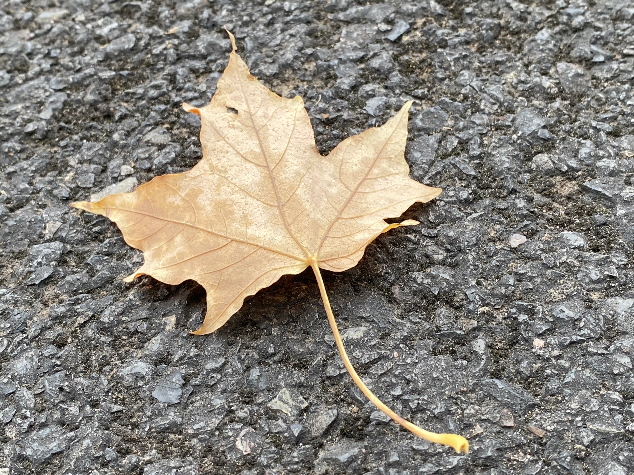 Leafy