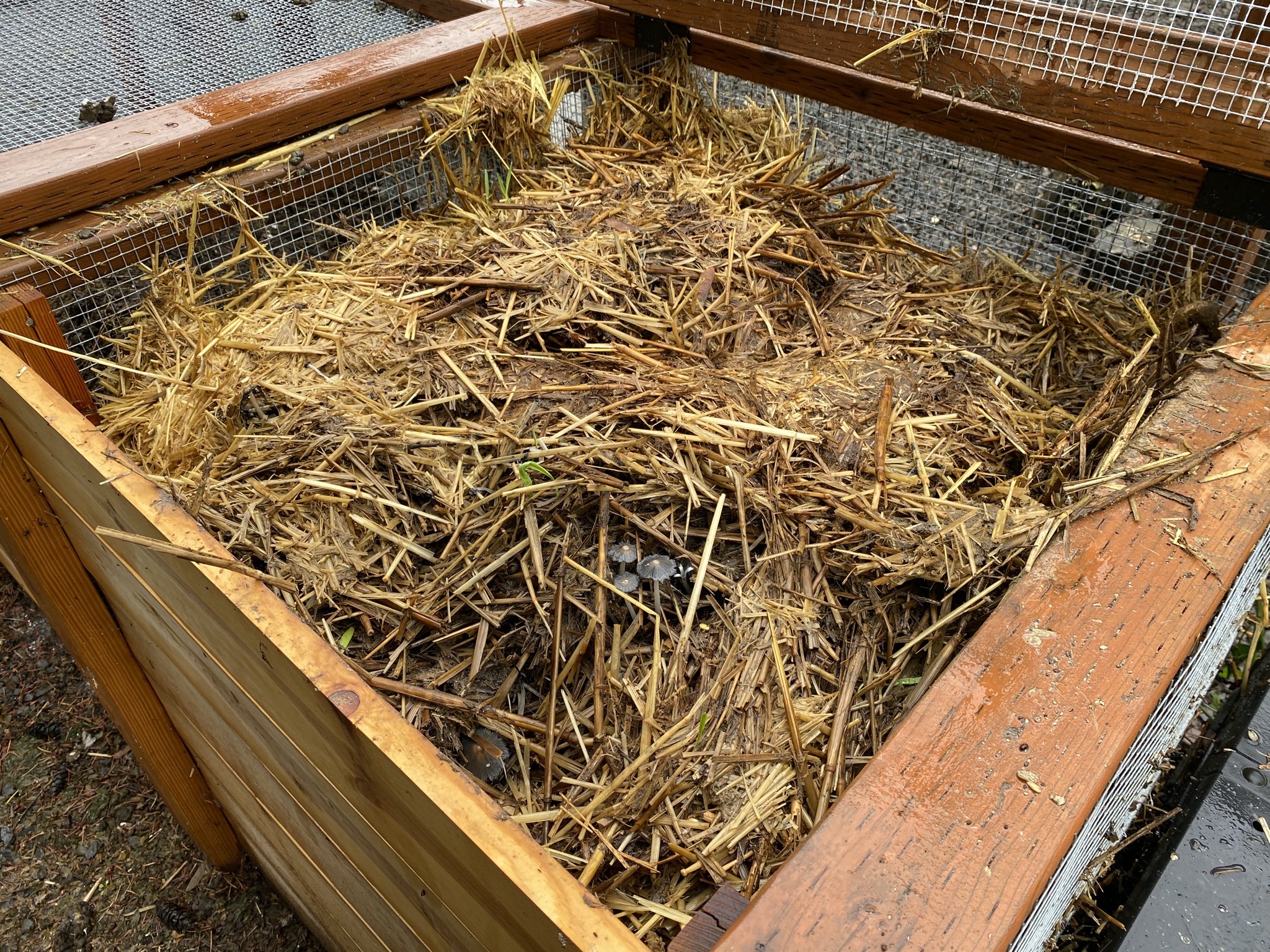 Compost fungi