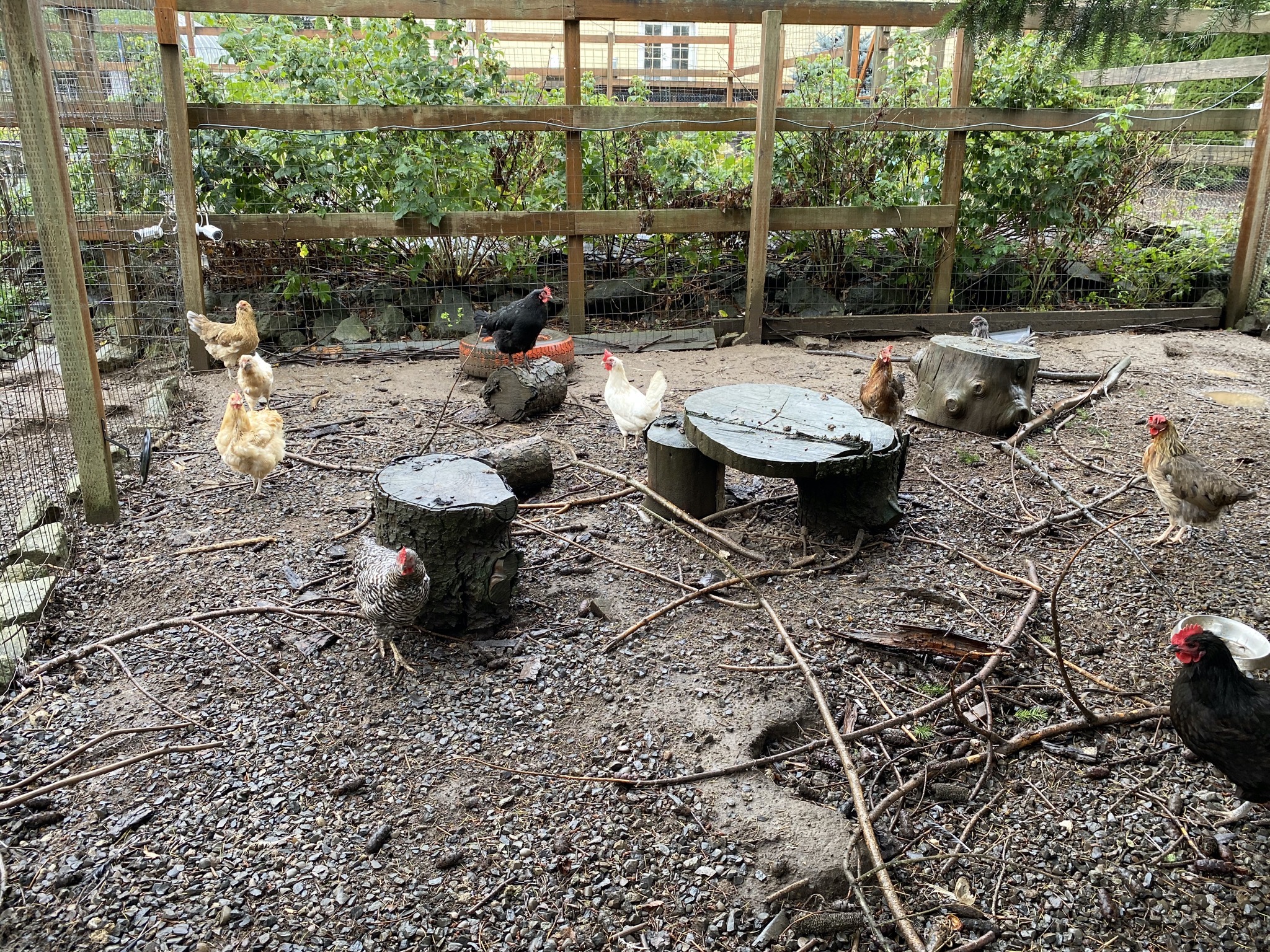 Chickens