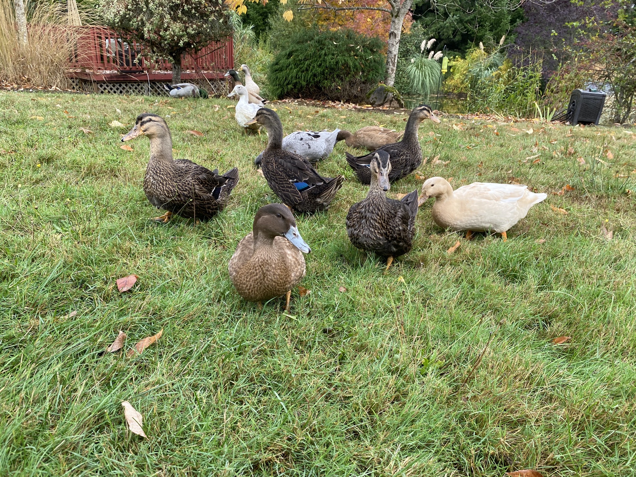 Ducks on back lawn