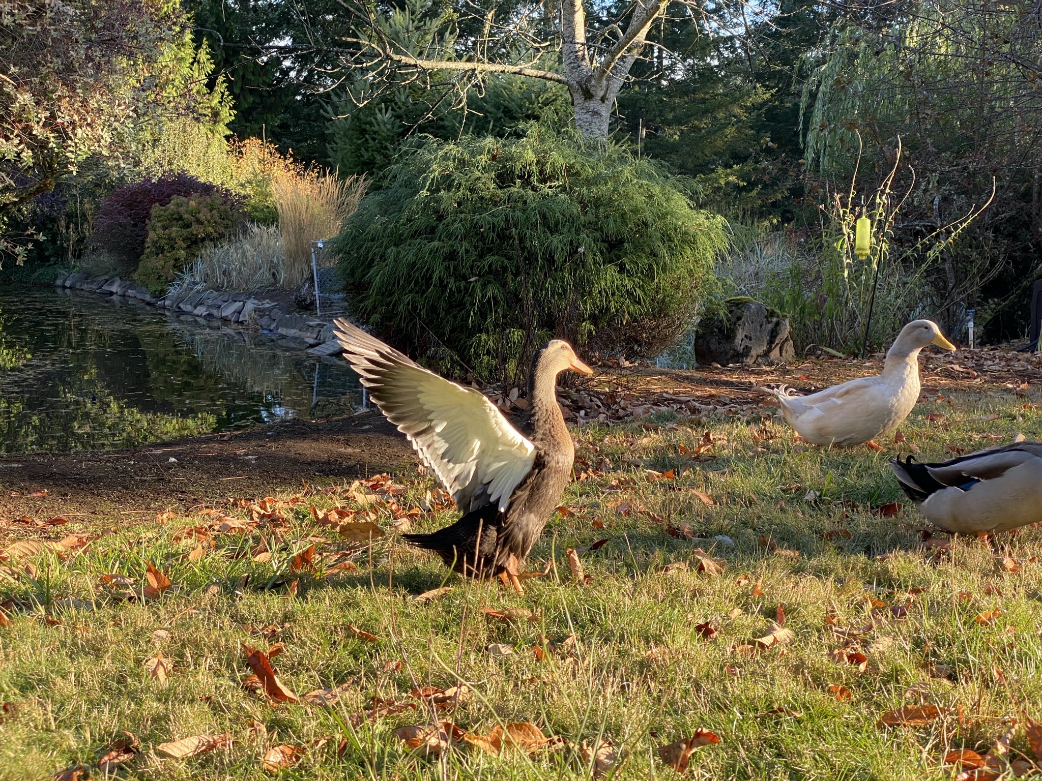 Ducks