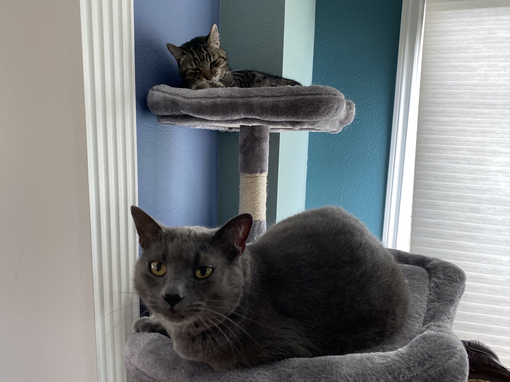 Pippin and Paladin