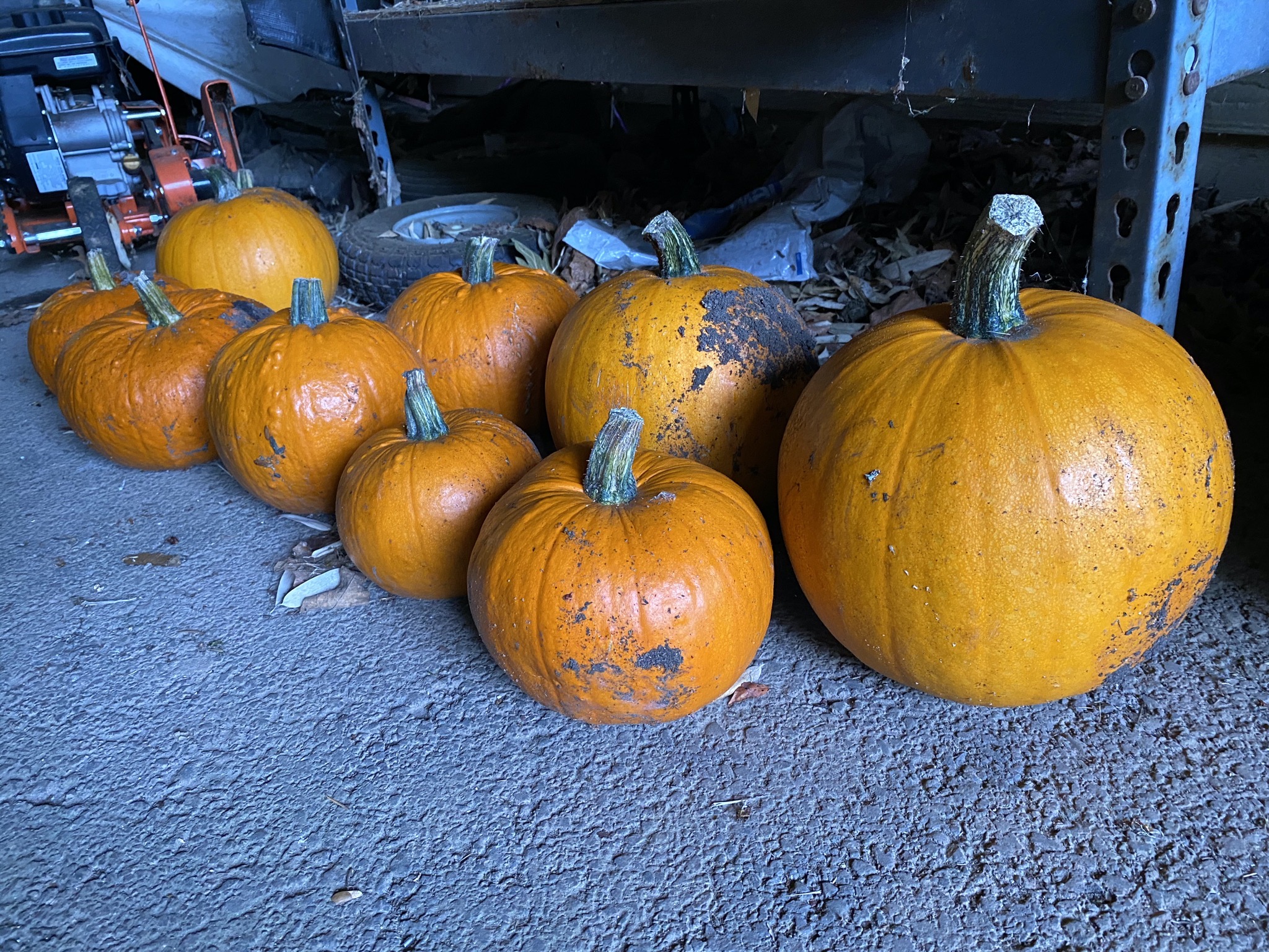 Pumpkins