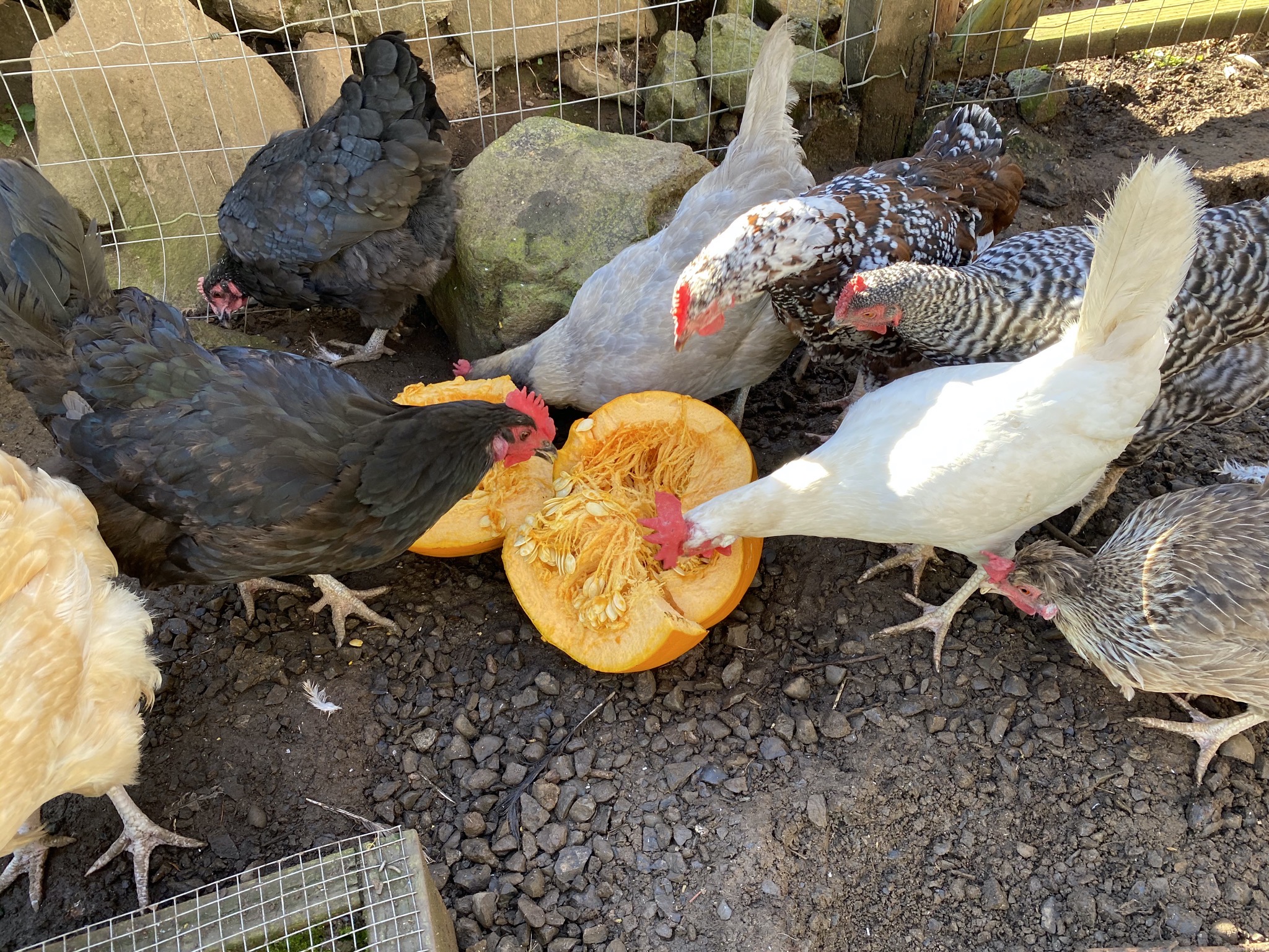 Chickens with pumpkin