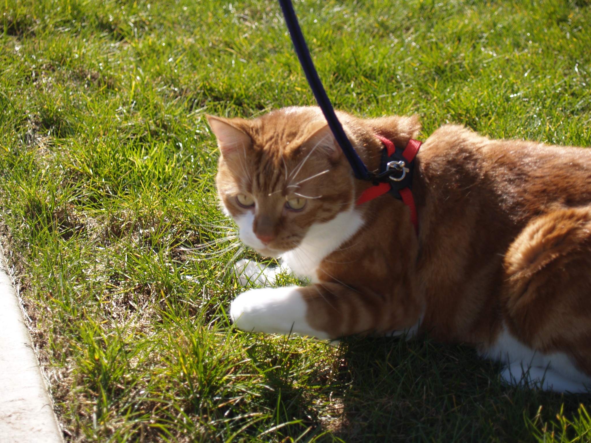 Pixel with harness and leash