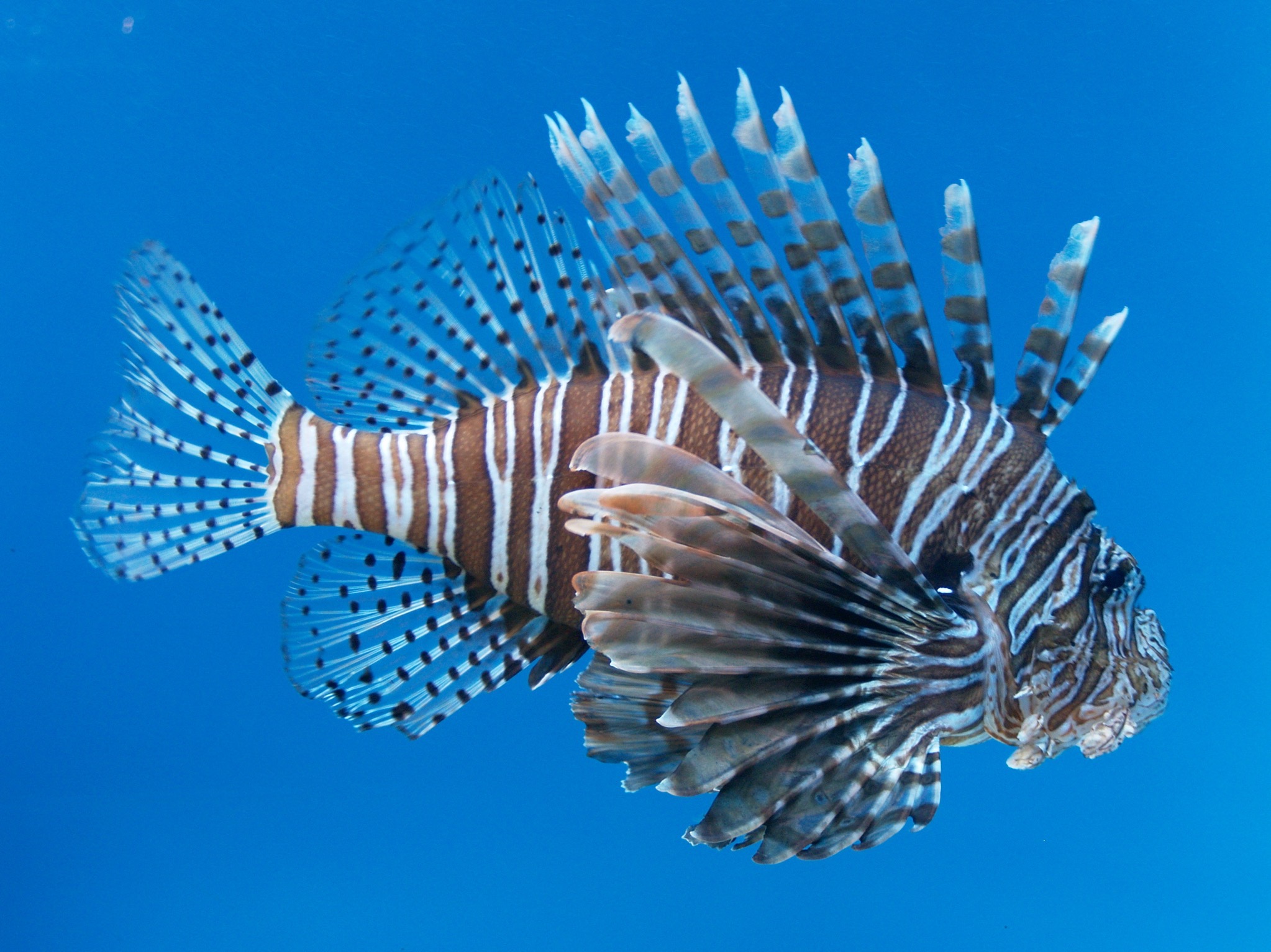 Lion fish