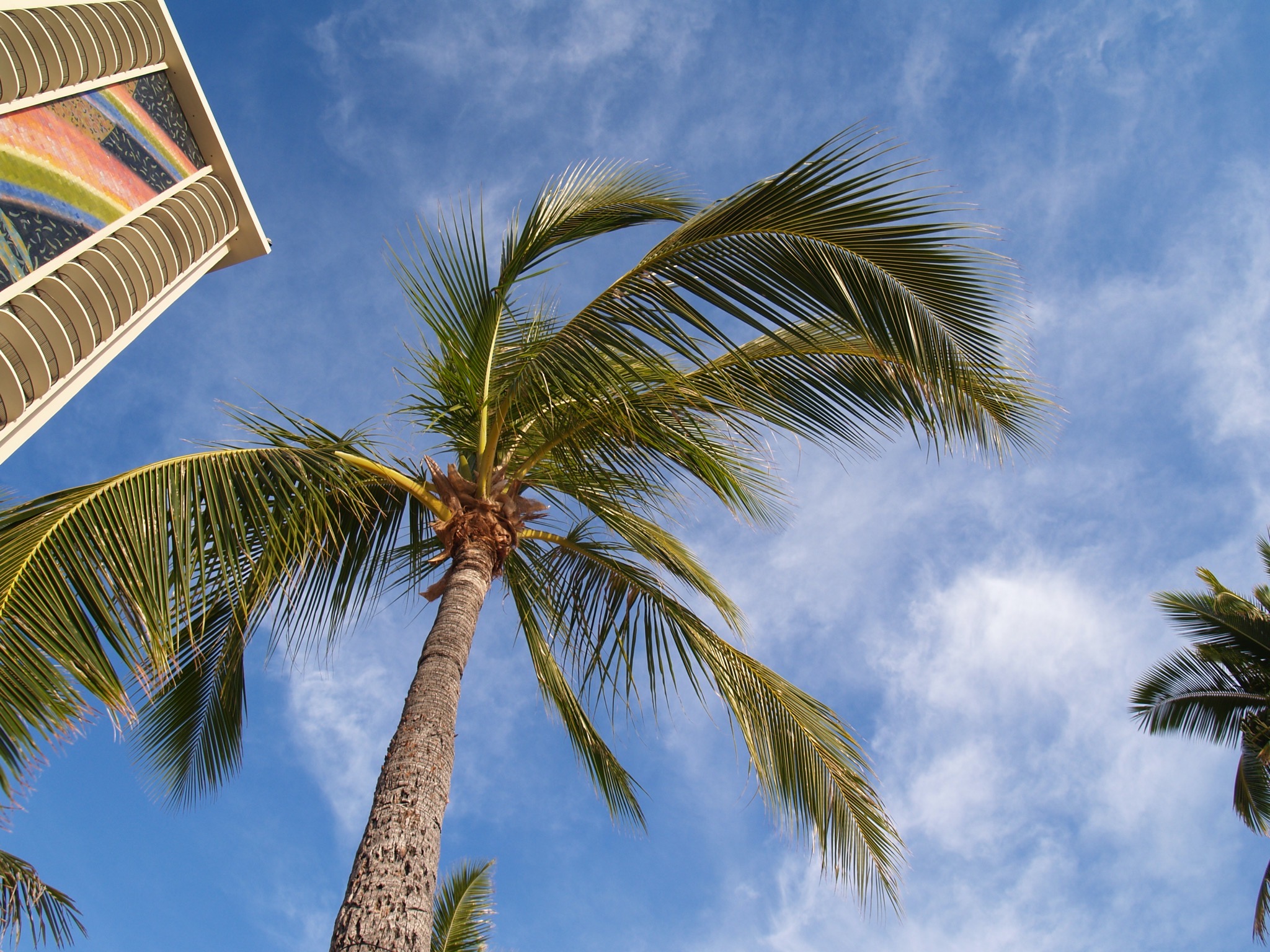 Palm tree and tower