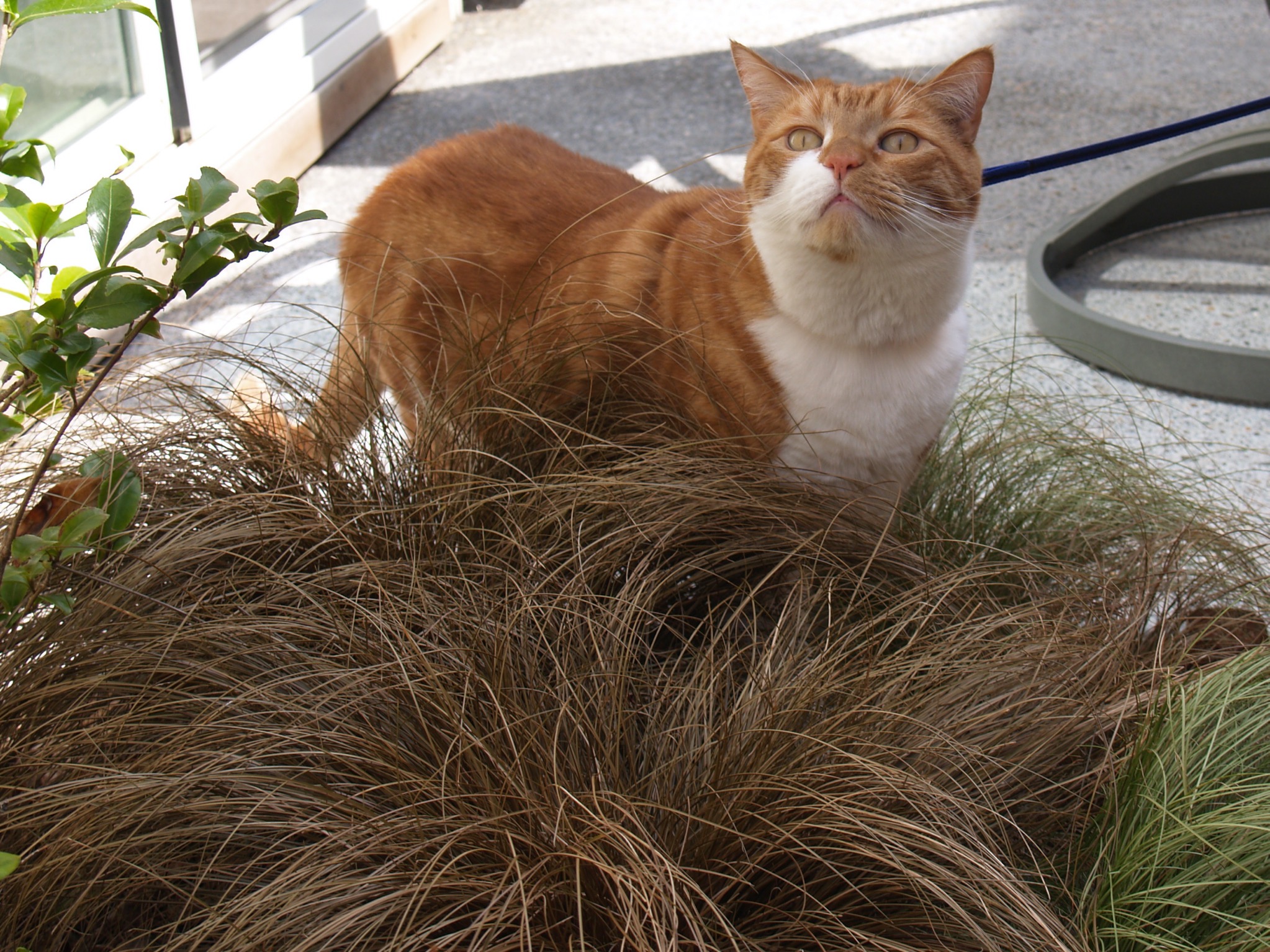 Pixel and grasses