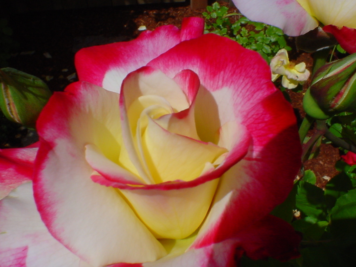 Double Delight rose