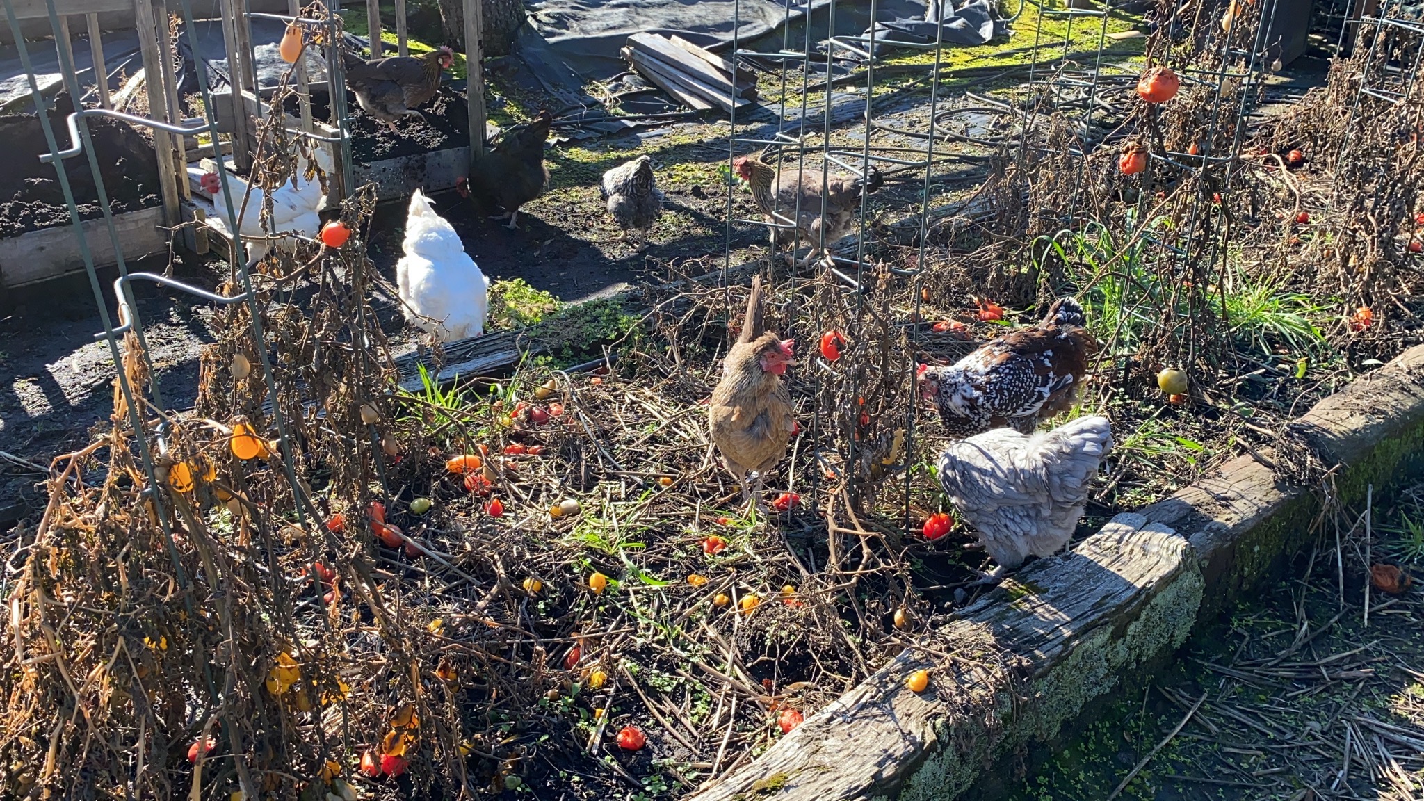 Chickens