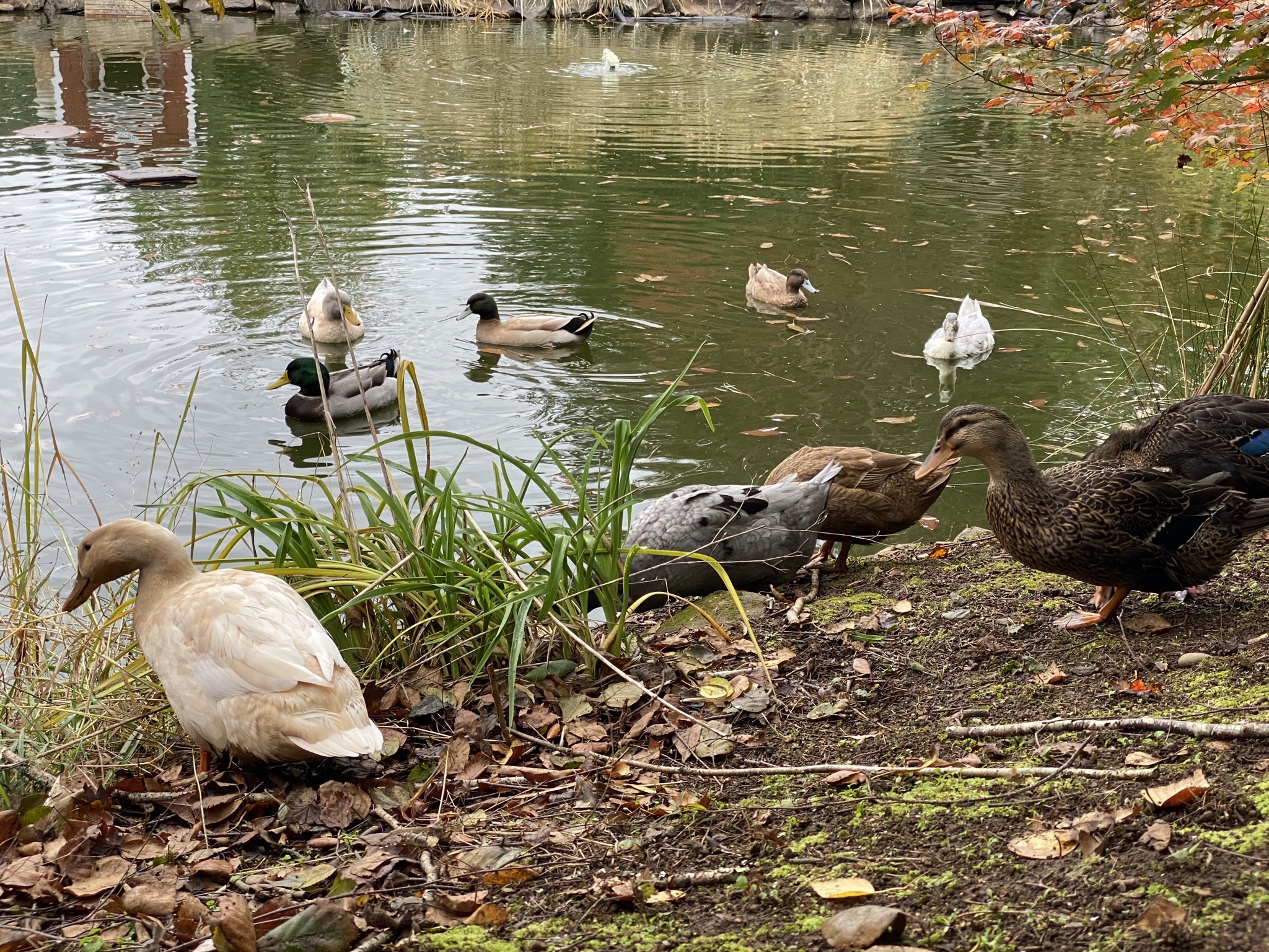 Ducks