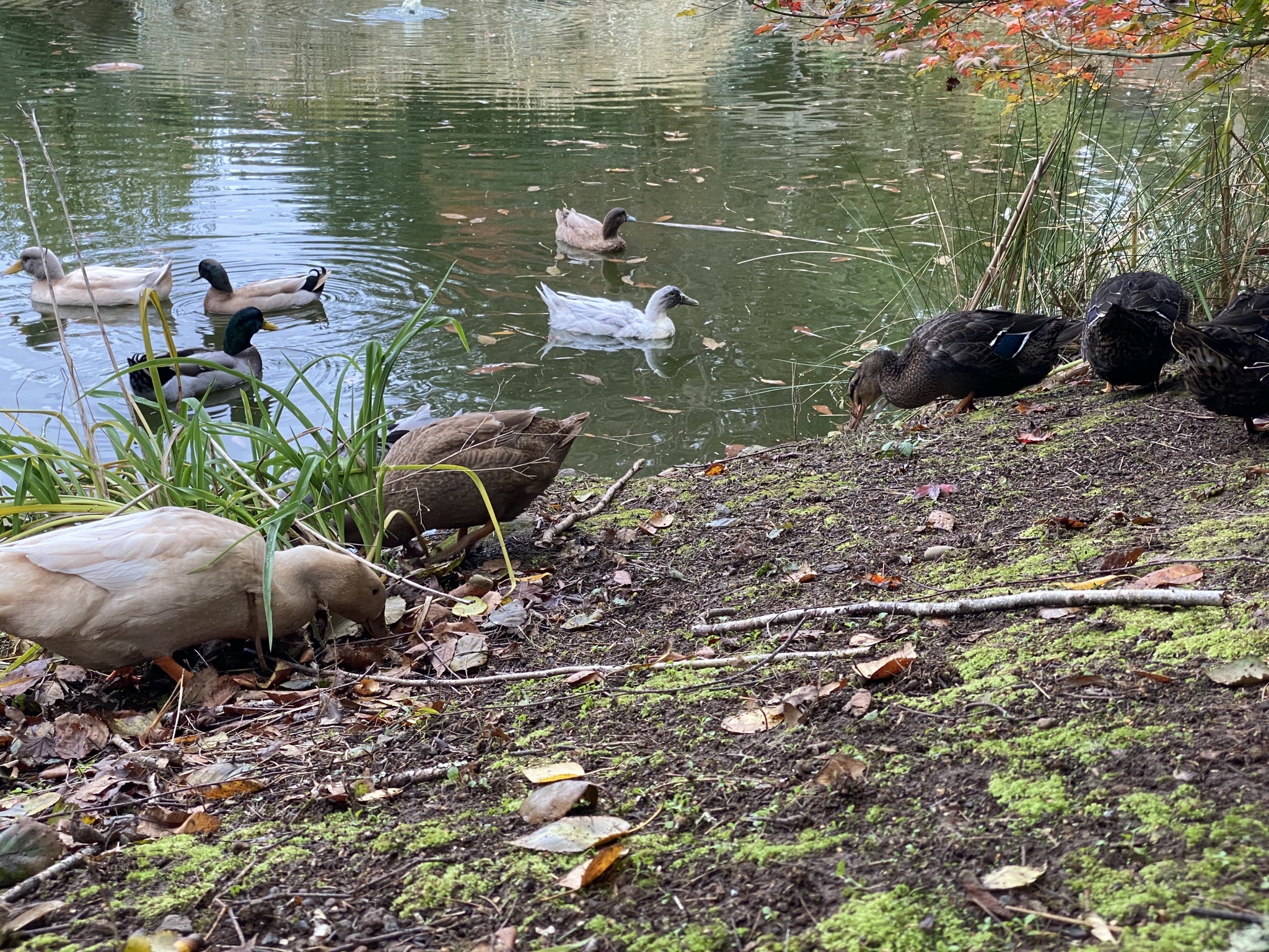 Ducks