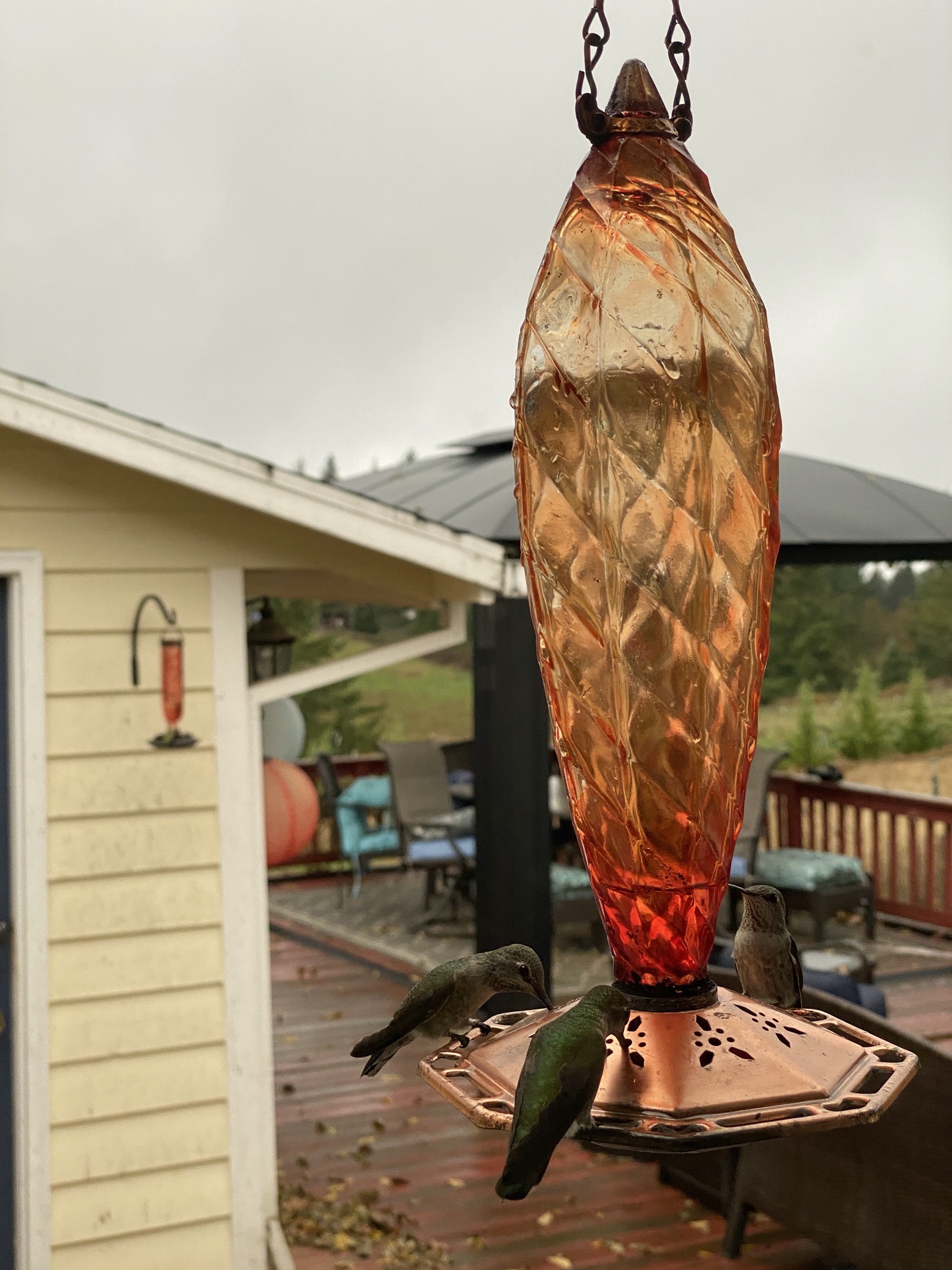 Hummingbirds