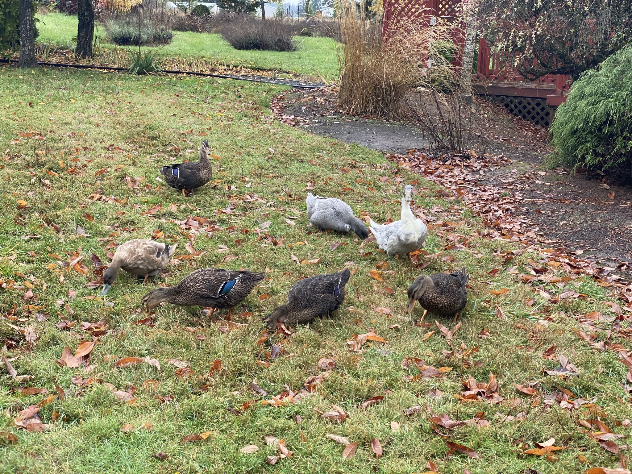 Ducks on the lawn