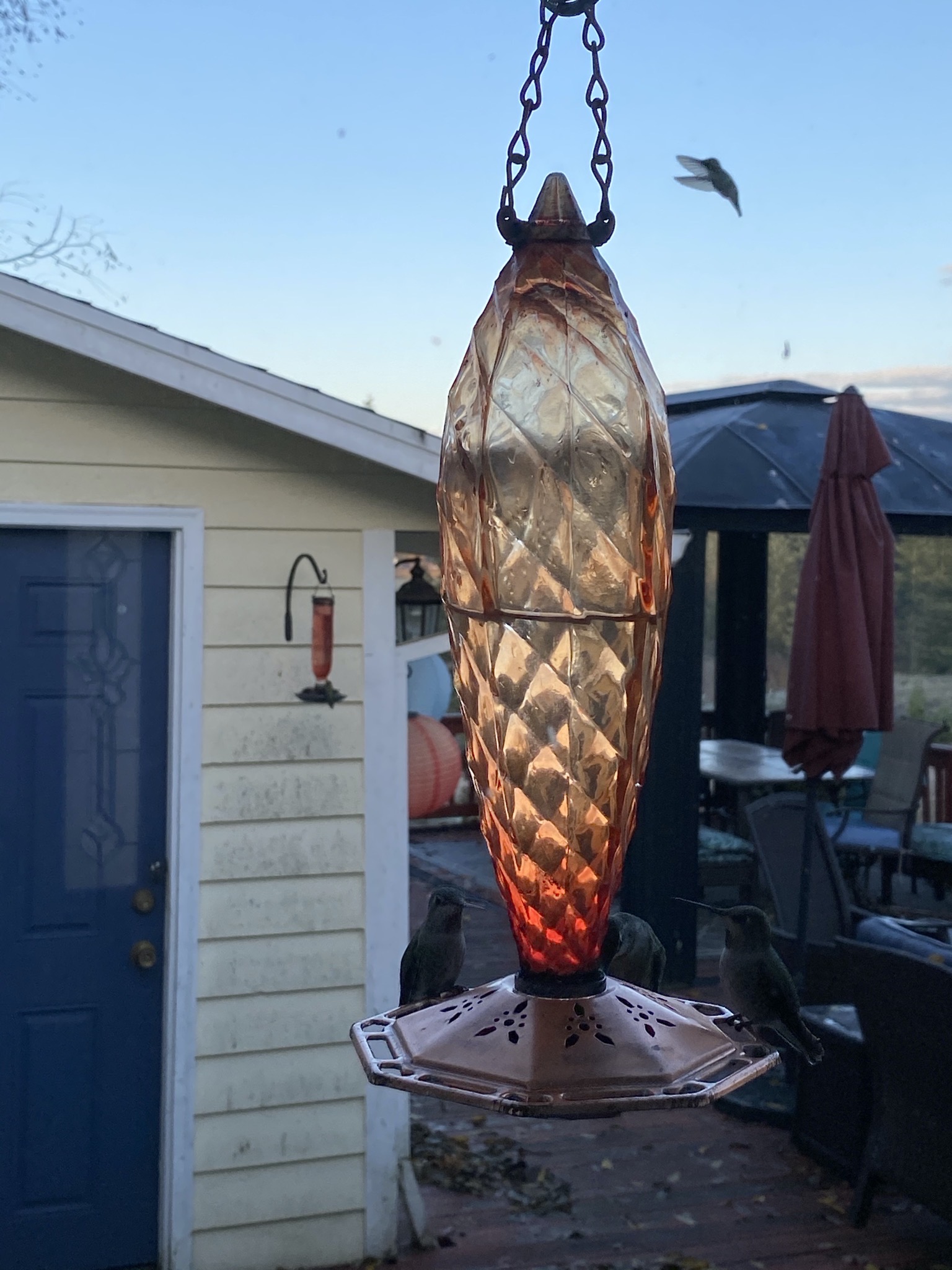 Hummingbirds