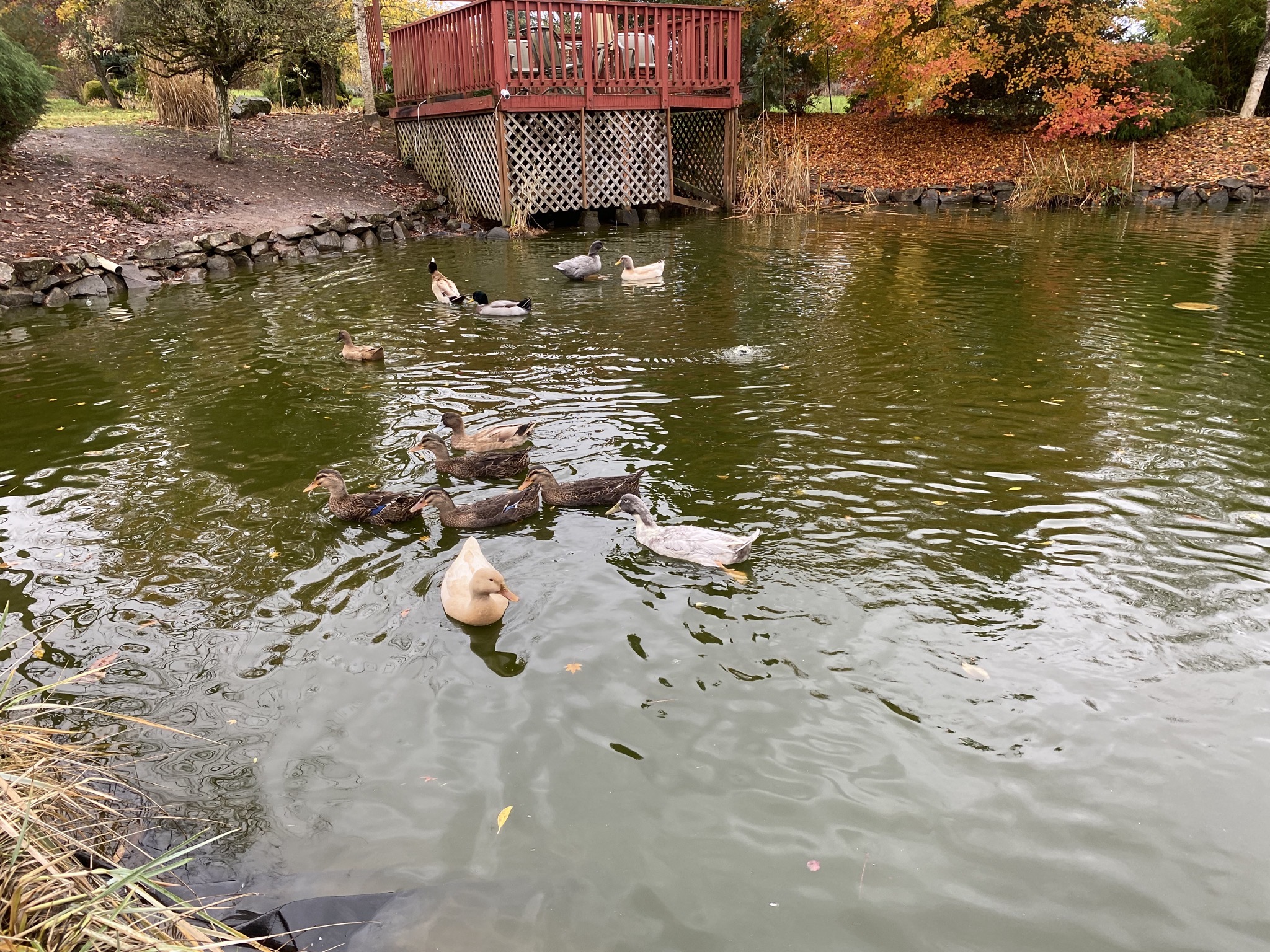 Ducks
