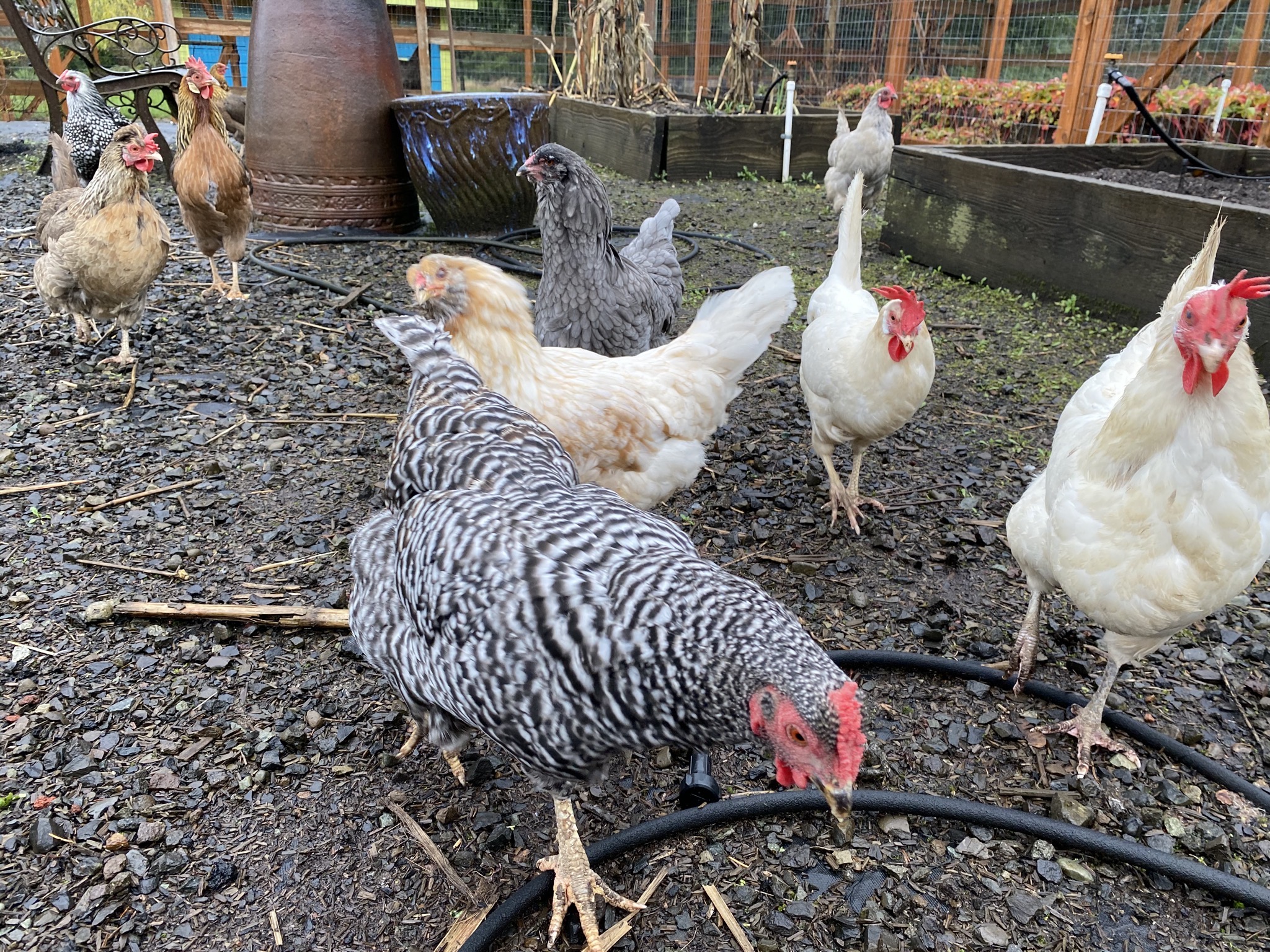 Chickens