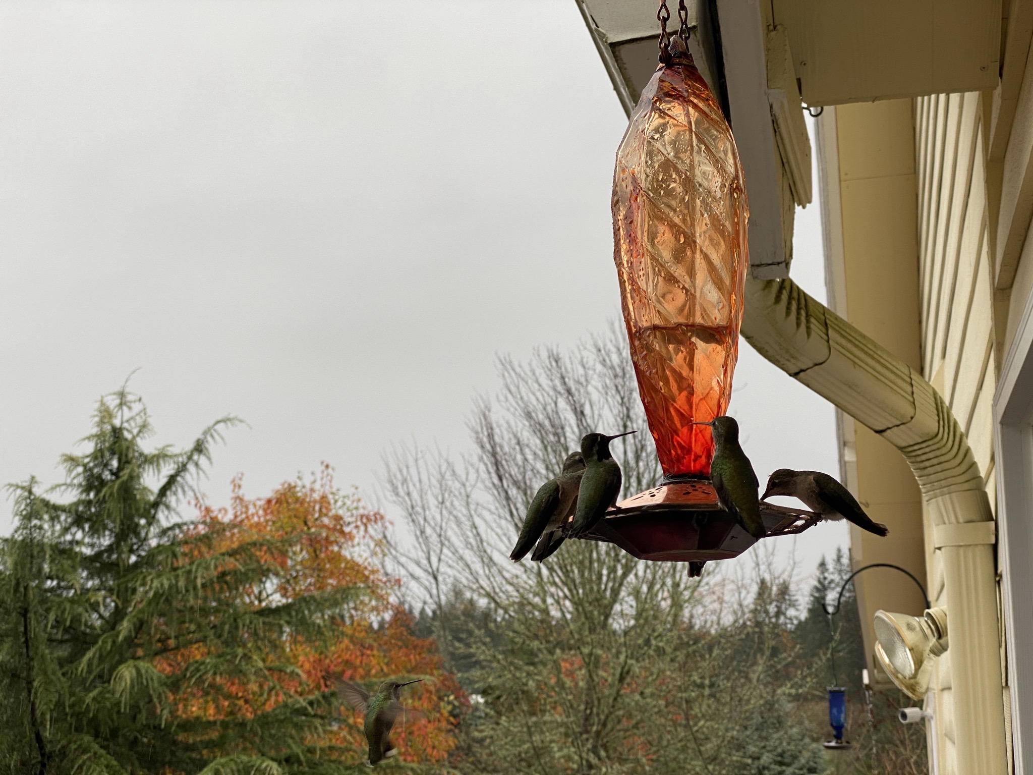 Hummingbirds