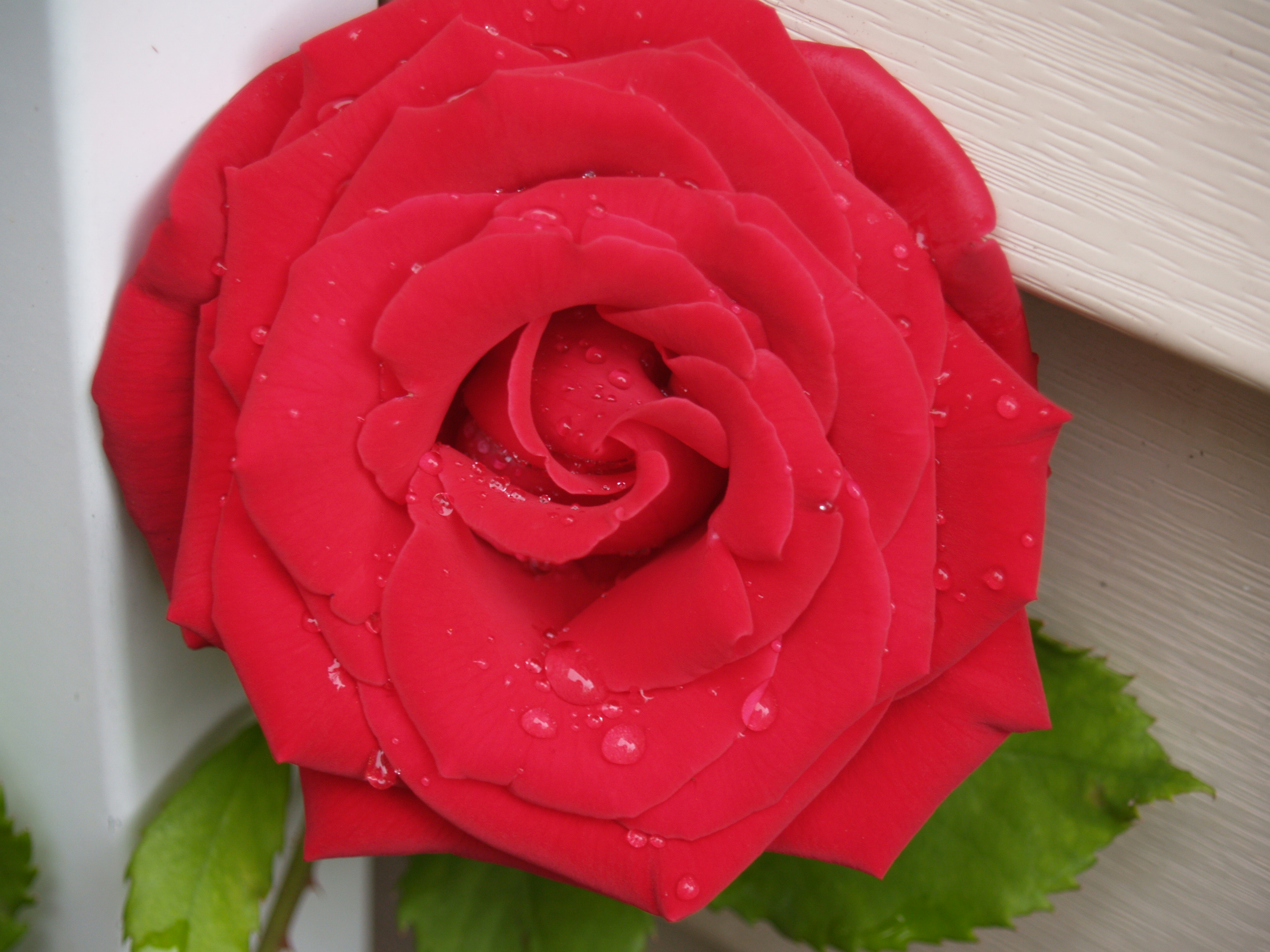 Veteran's Honor rose with water droplets