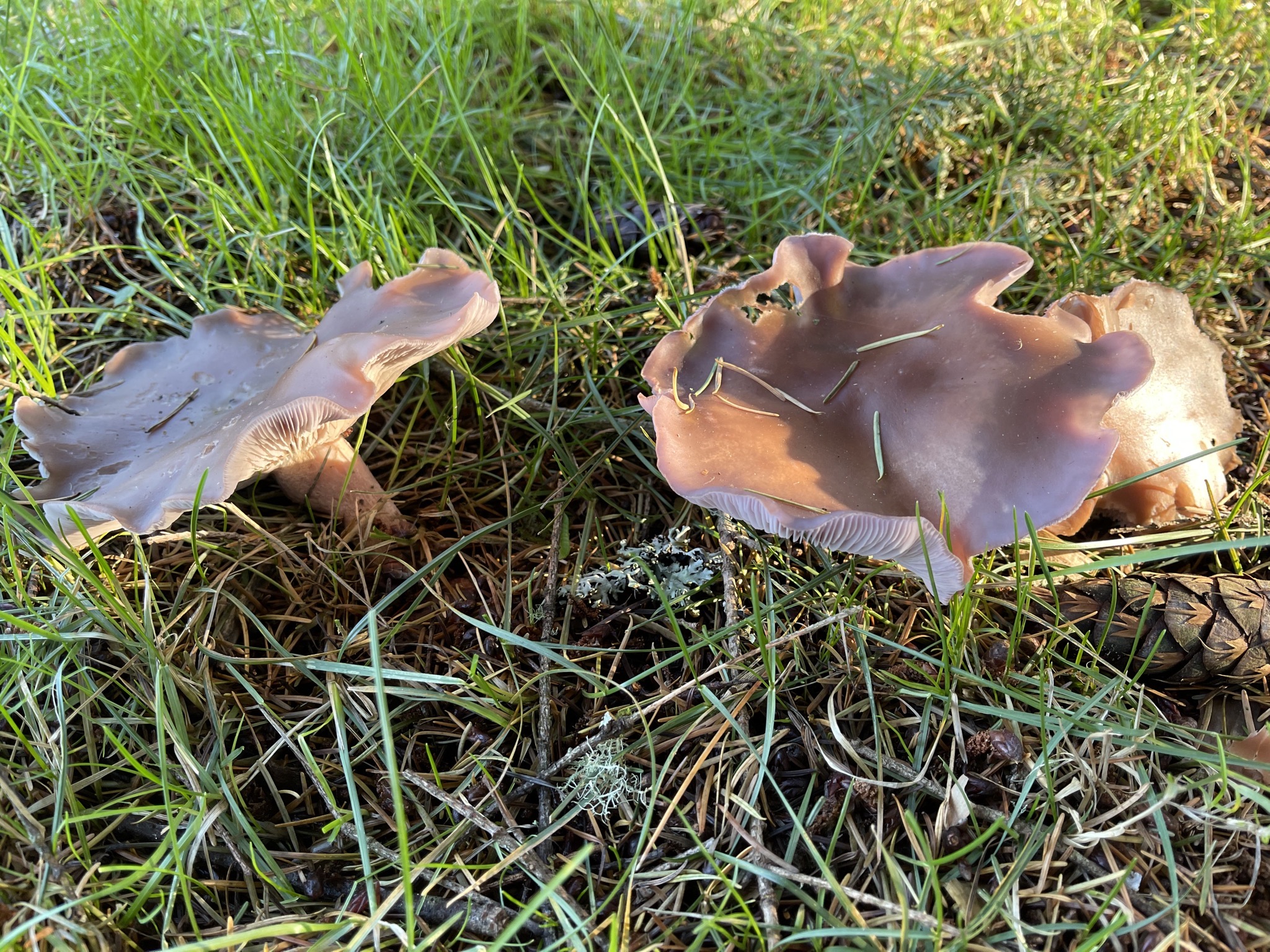 Mushrooms