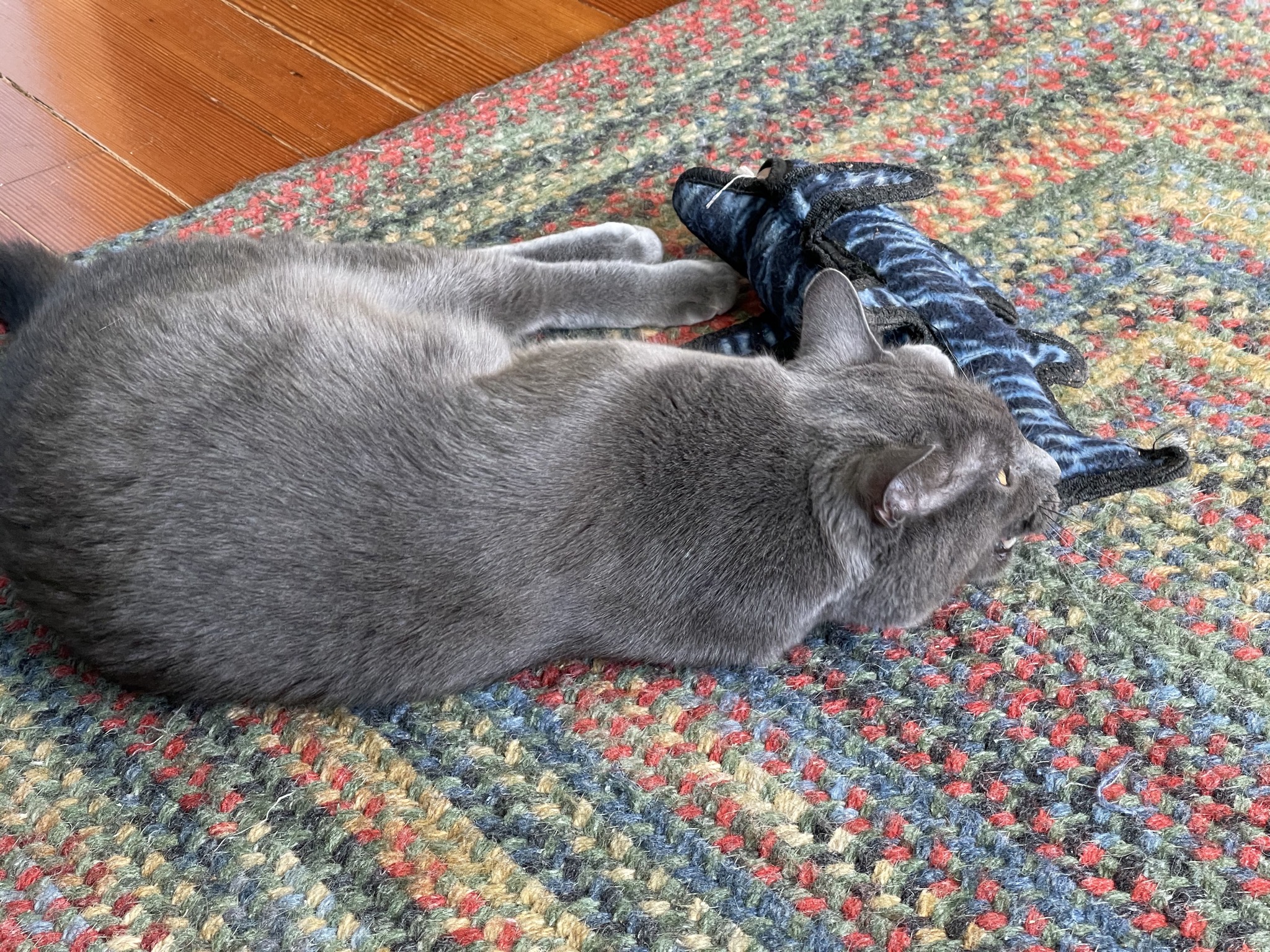 Paladin with dog toy