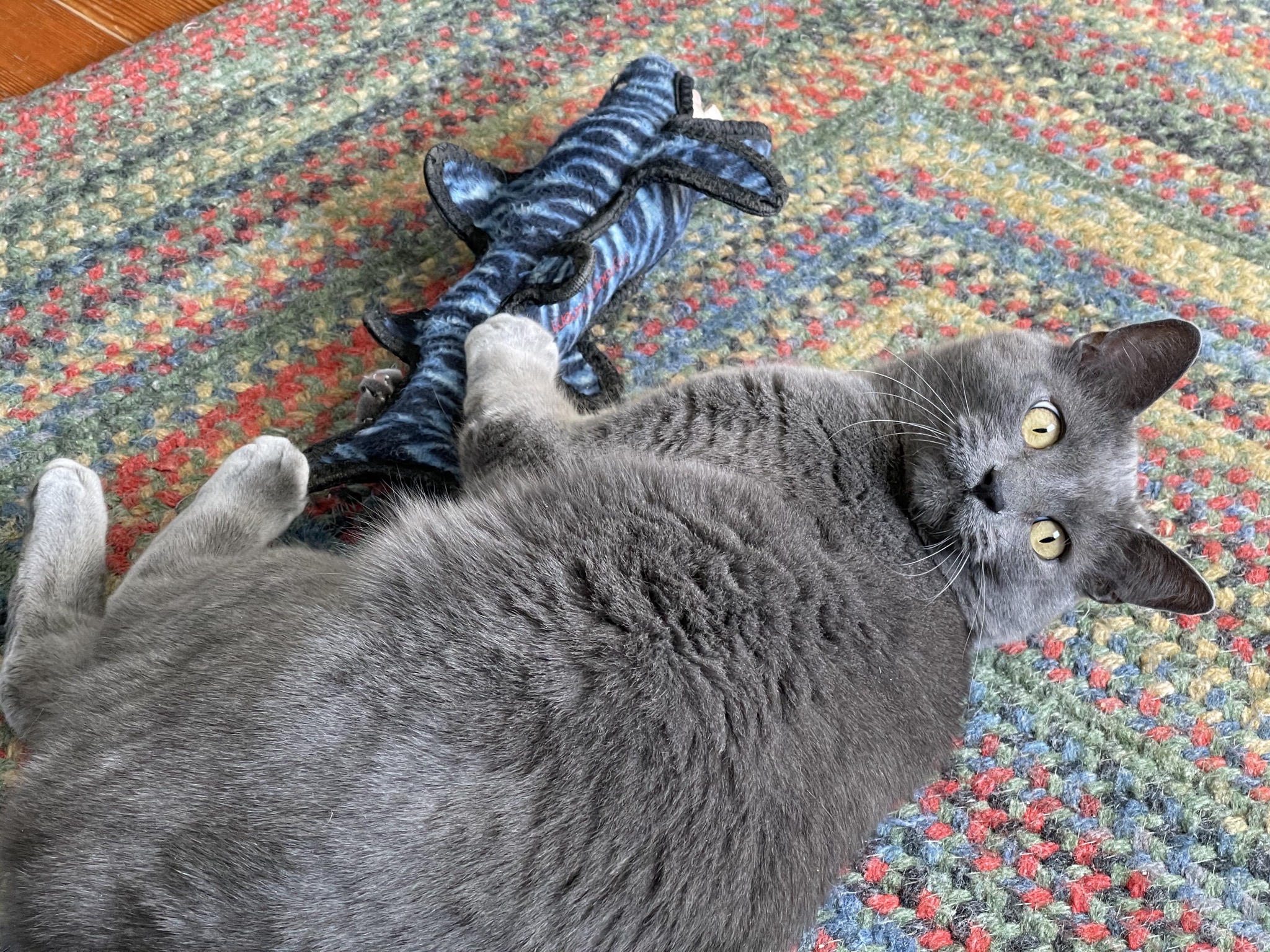 Paladin with dog toy
