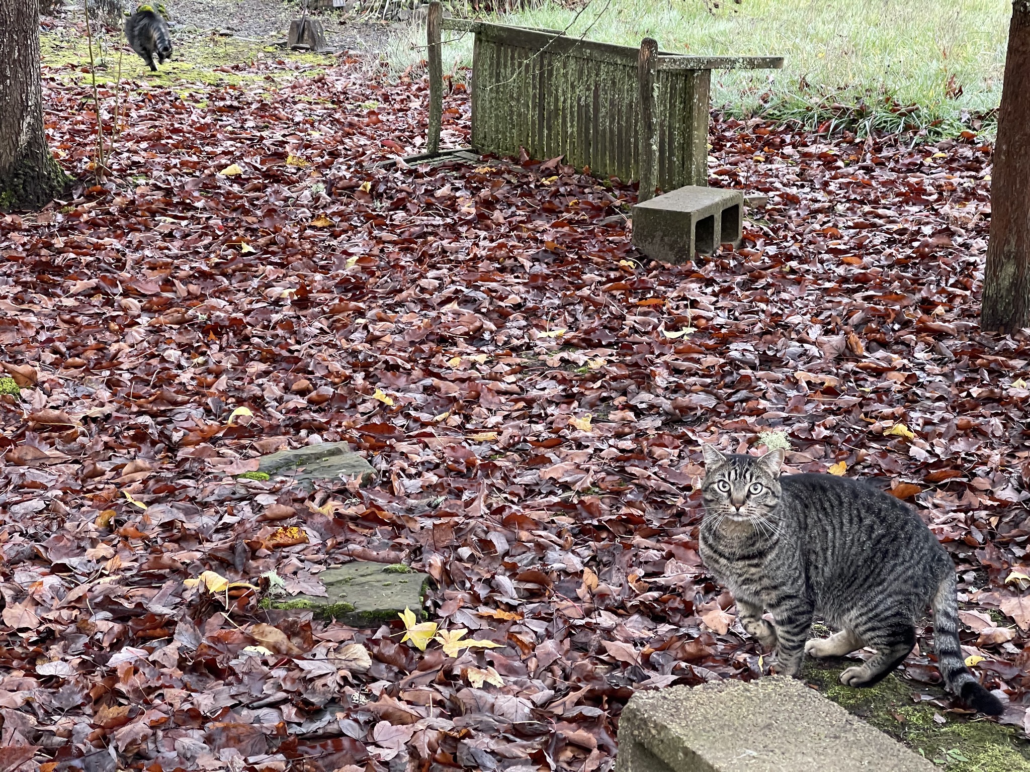 Two cats