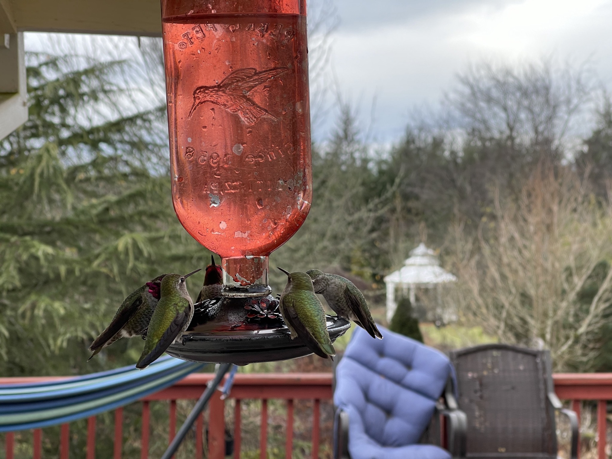Hummingbirds