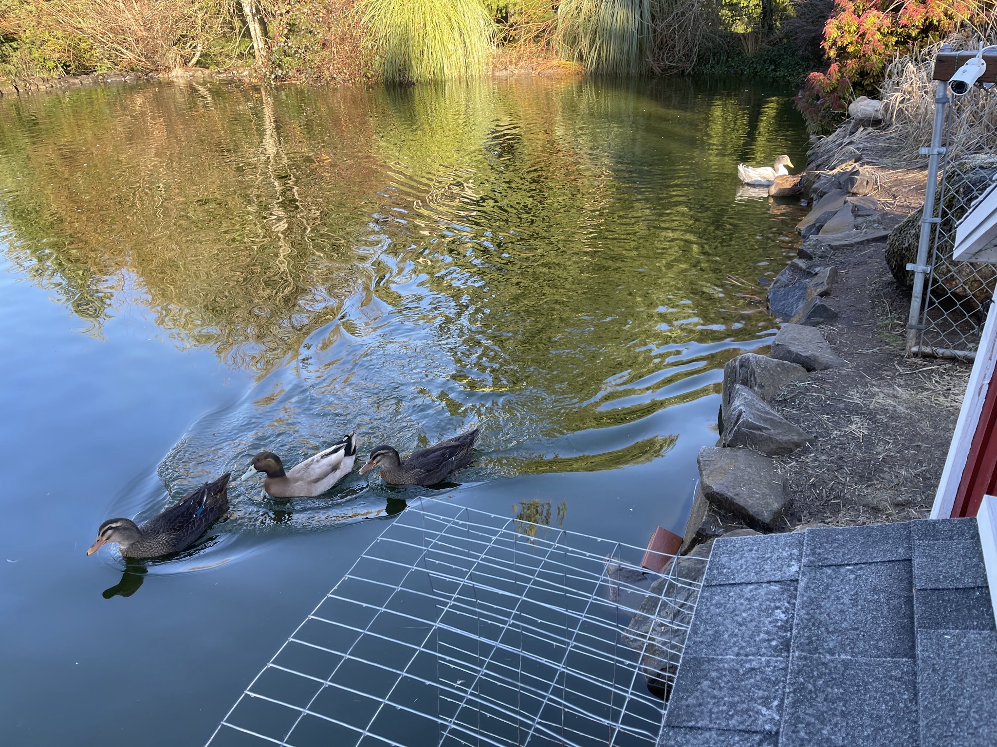 Ducks and frosty duck house awning