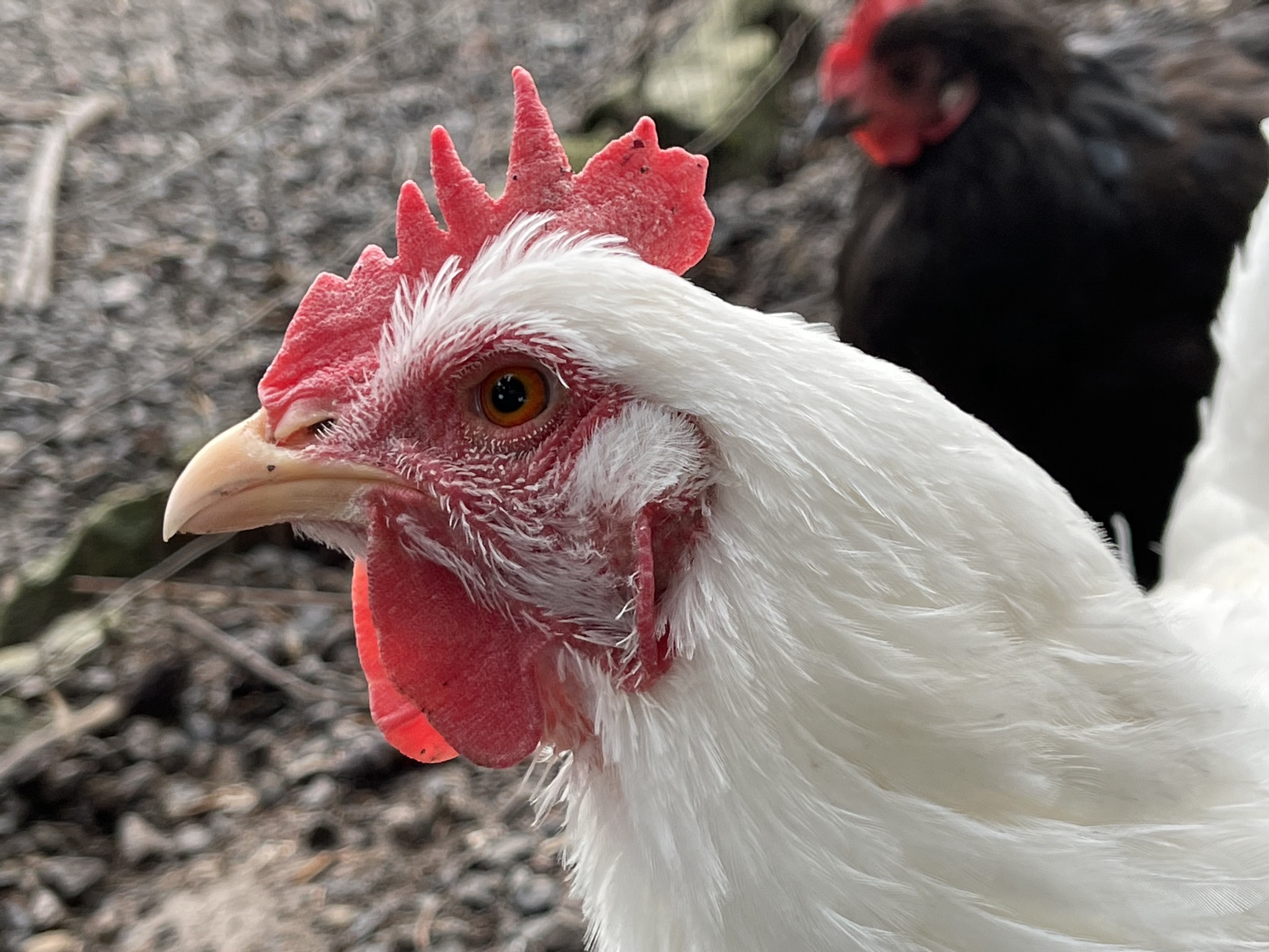 Chickens