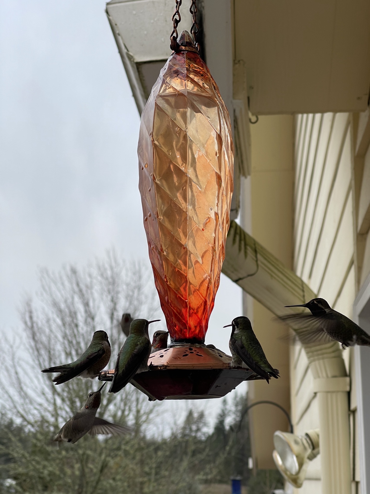 Hummingbirds