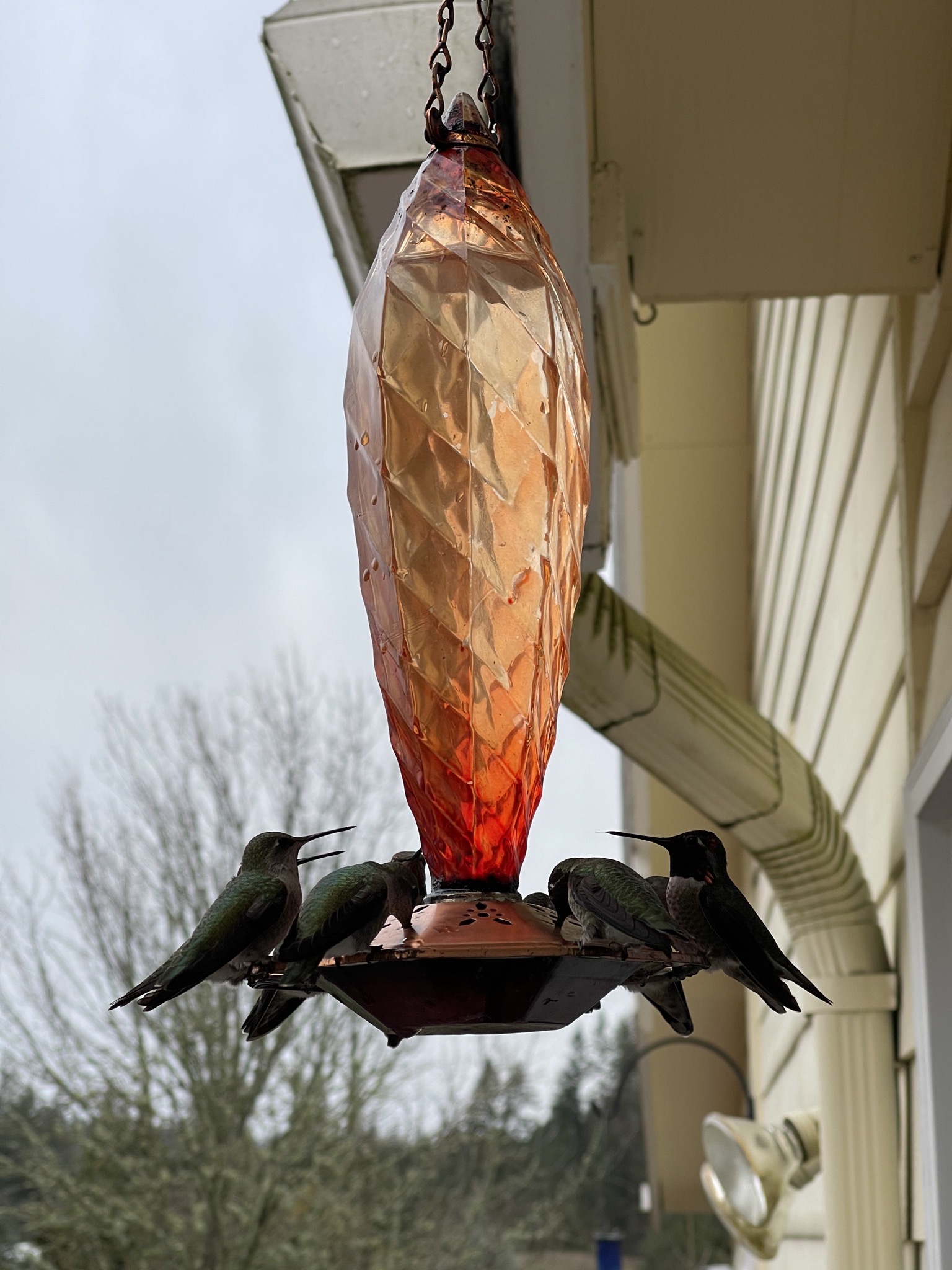 Hummingbirds